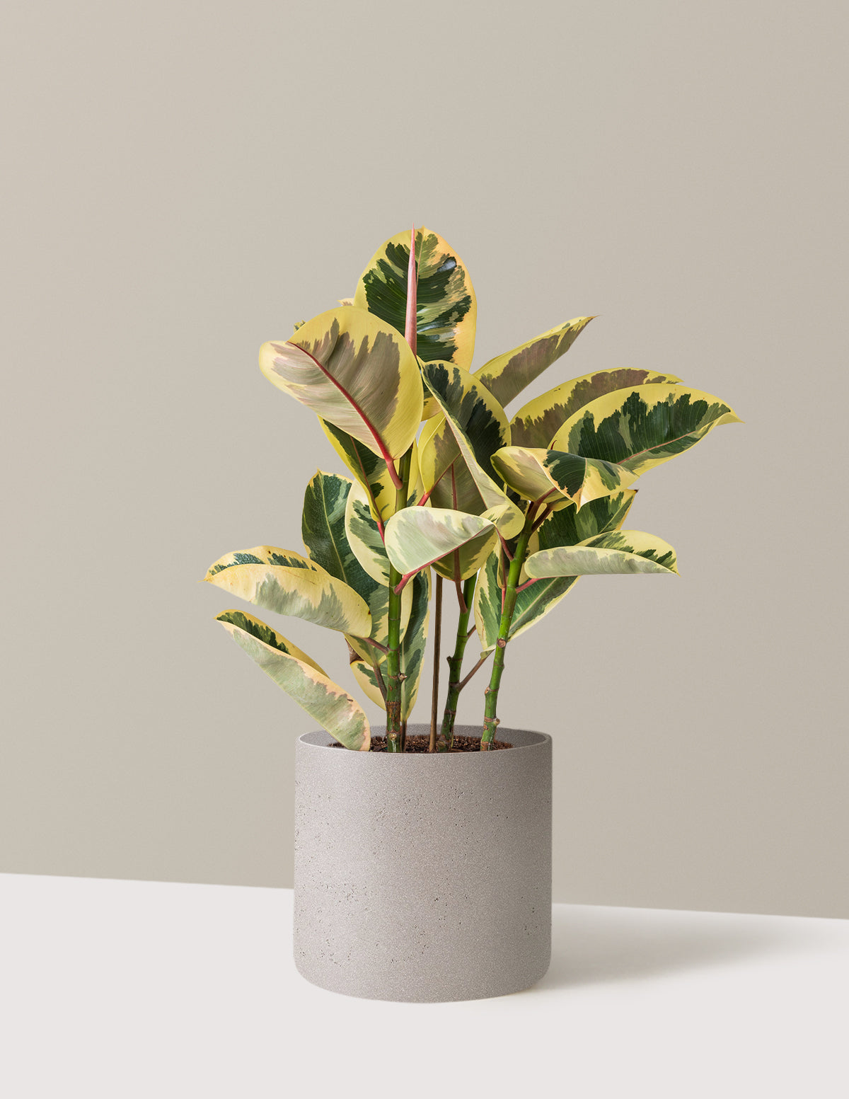 Ficus Tineke