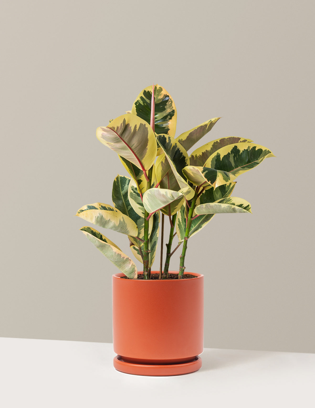 Ficus Tineke