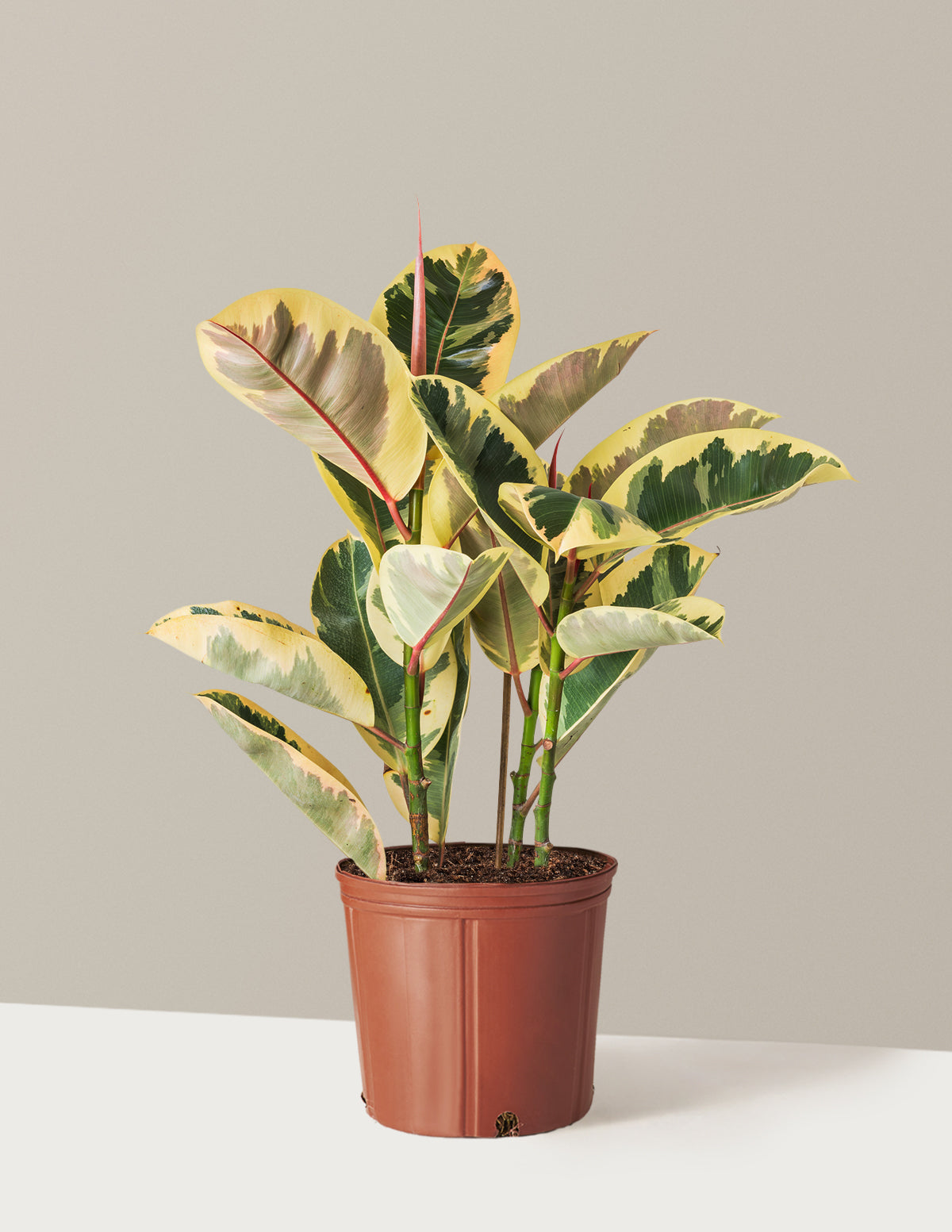 Ficus Tineke