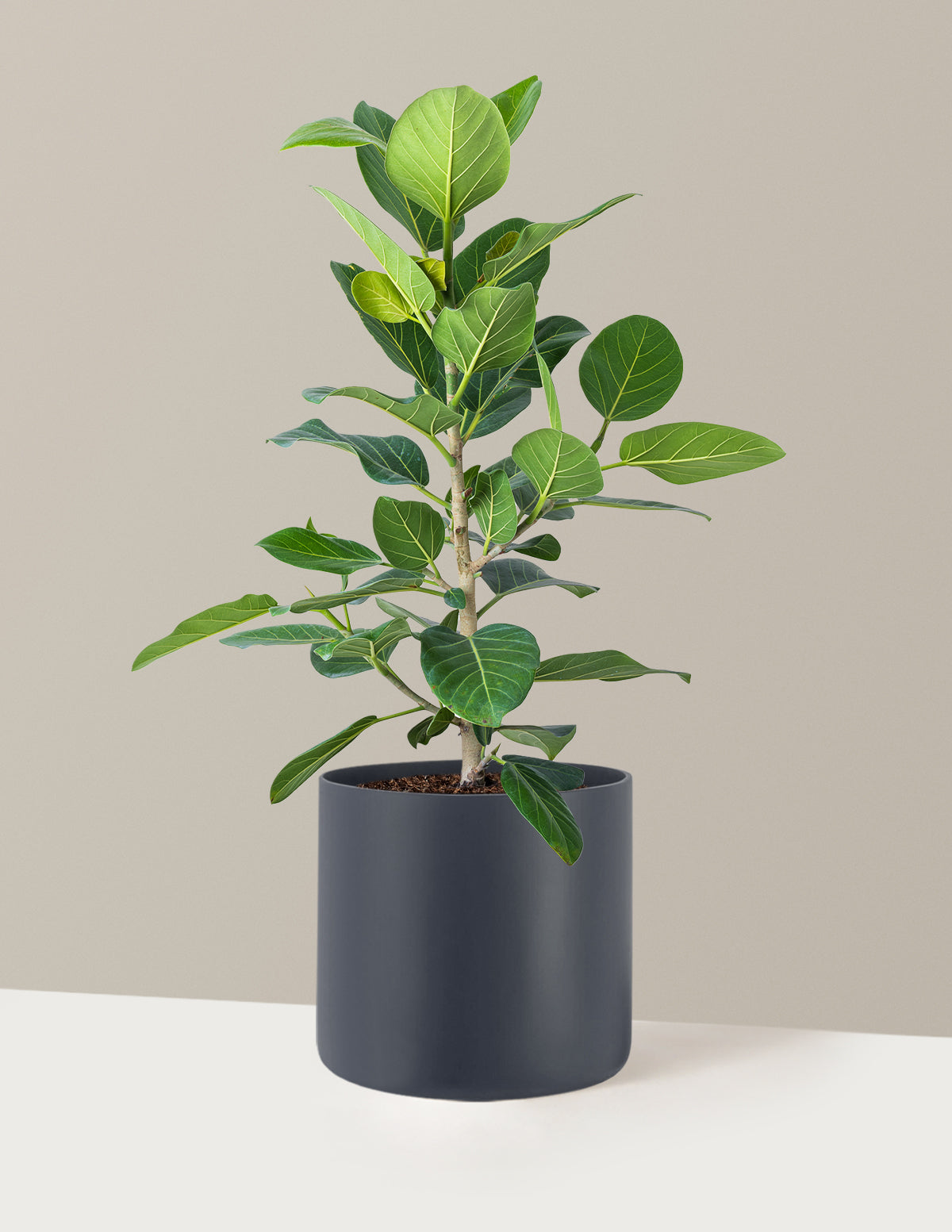Ficus Audrey Bush