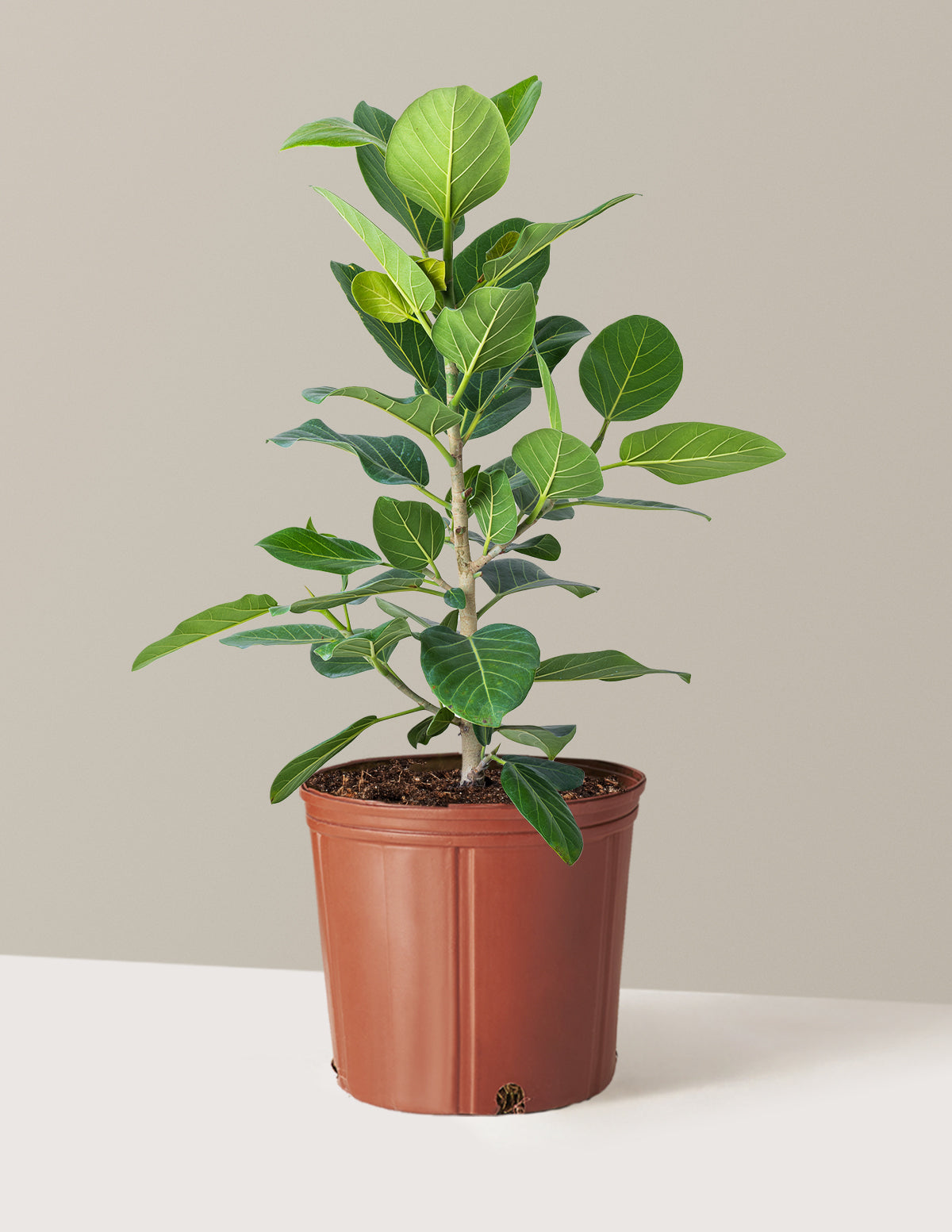 Ficus Audrey Bush