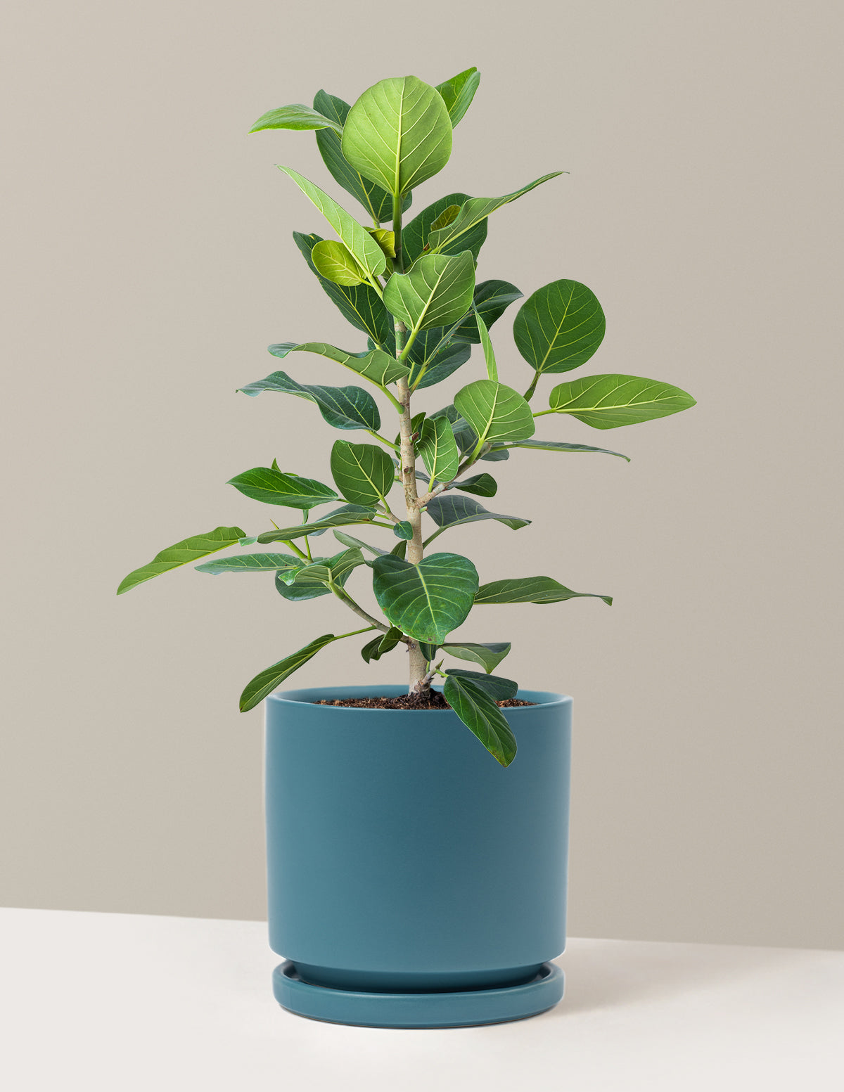 Ficus Audrey Bush