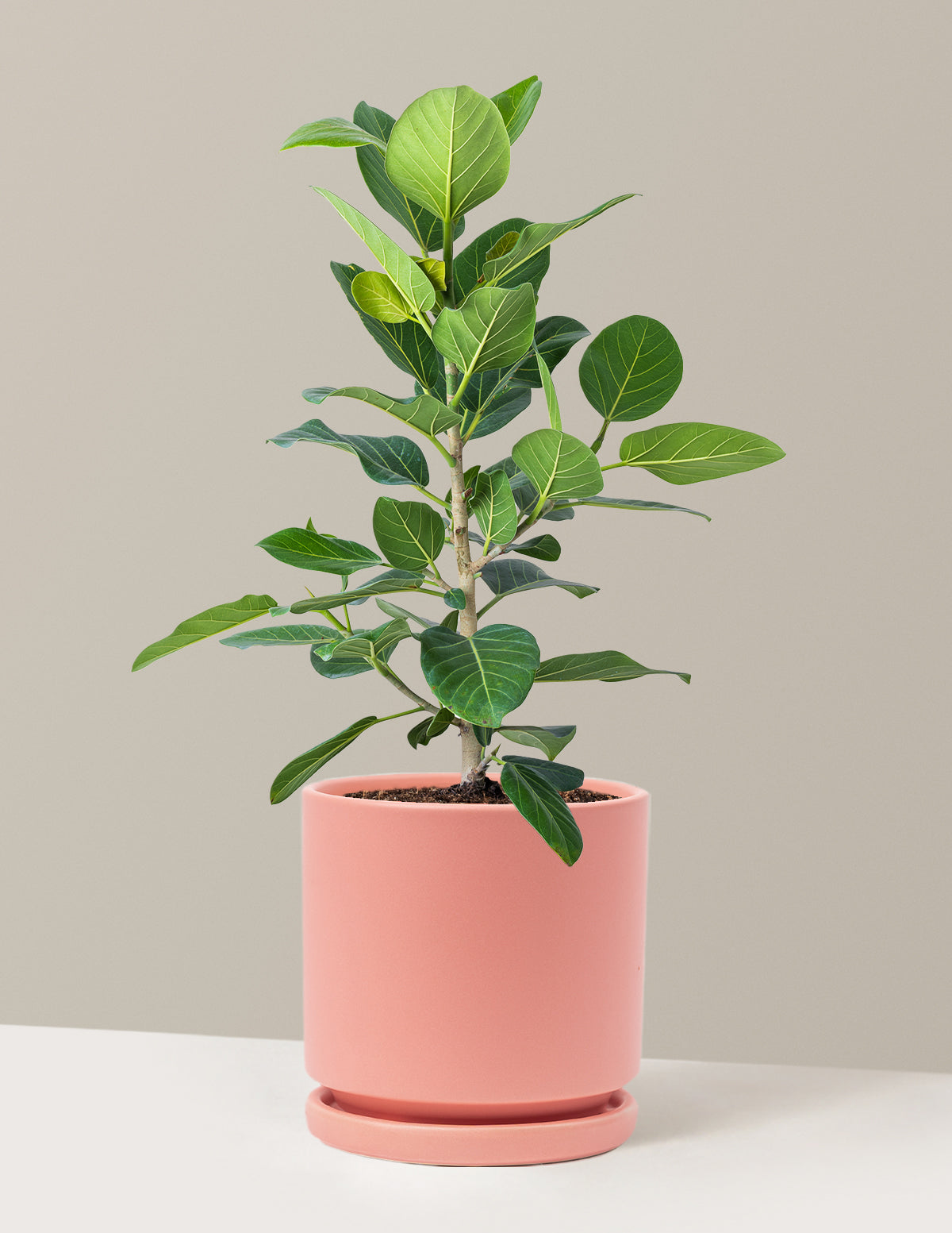 Ficus Audrey Bush
