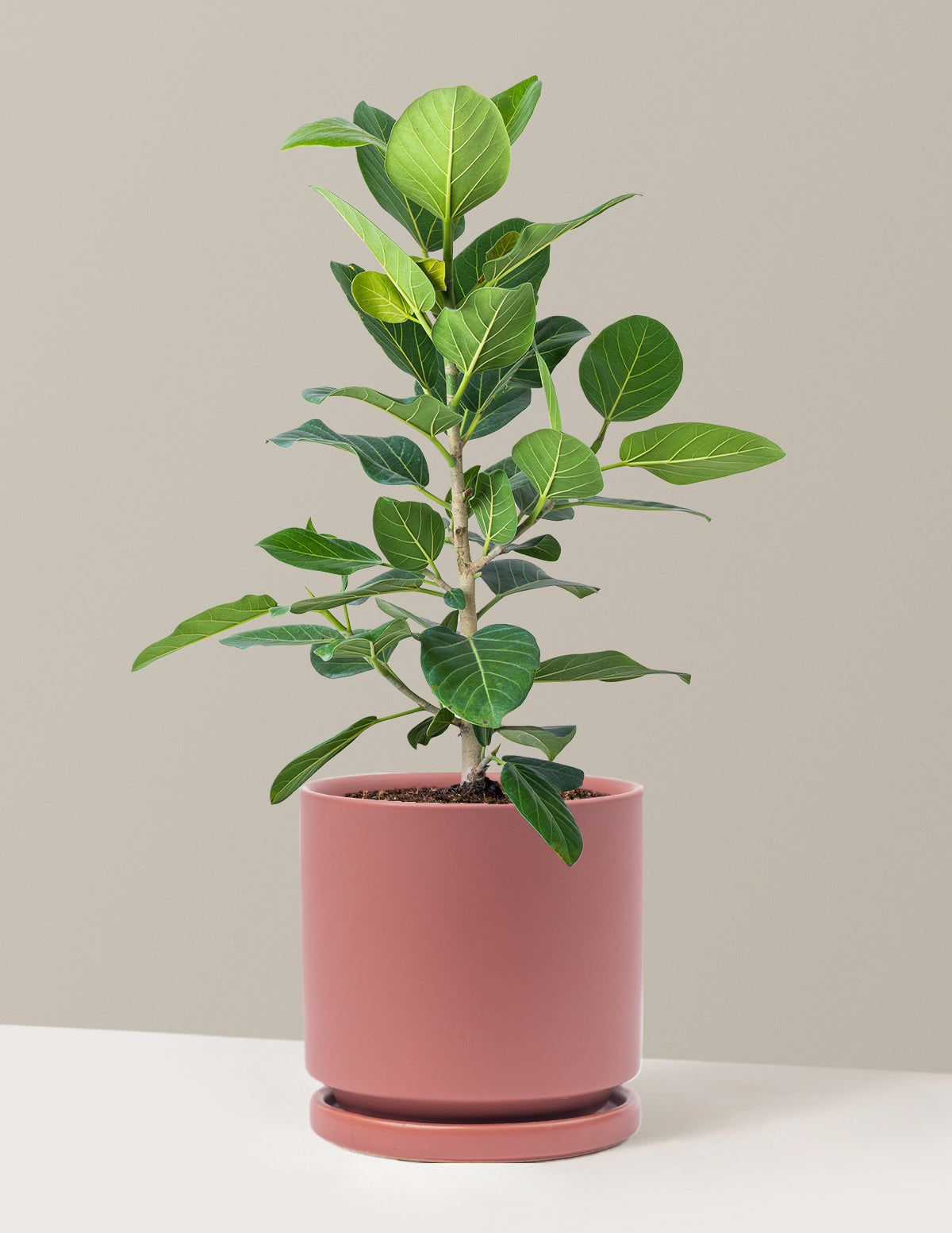 Ficus Audrey Bush
