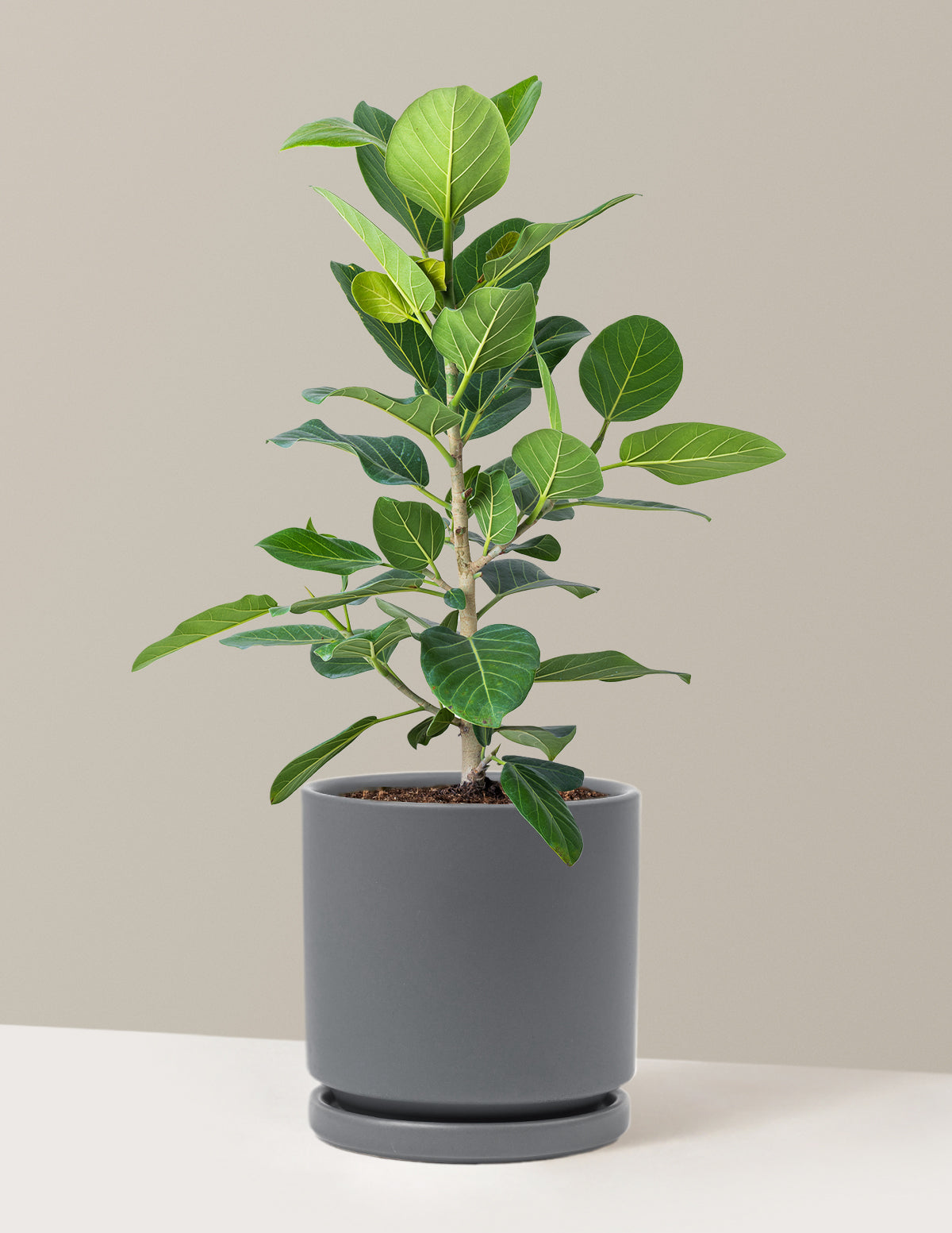 Ficus Audrey Bush