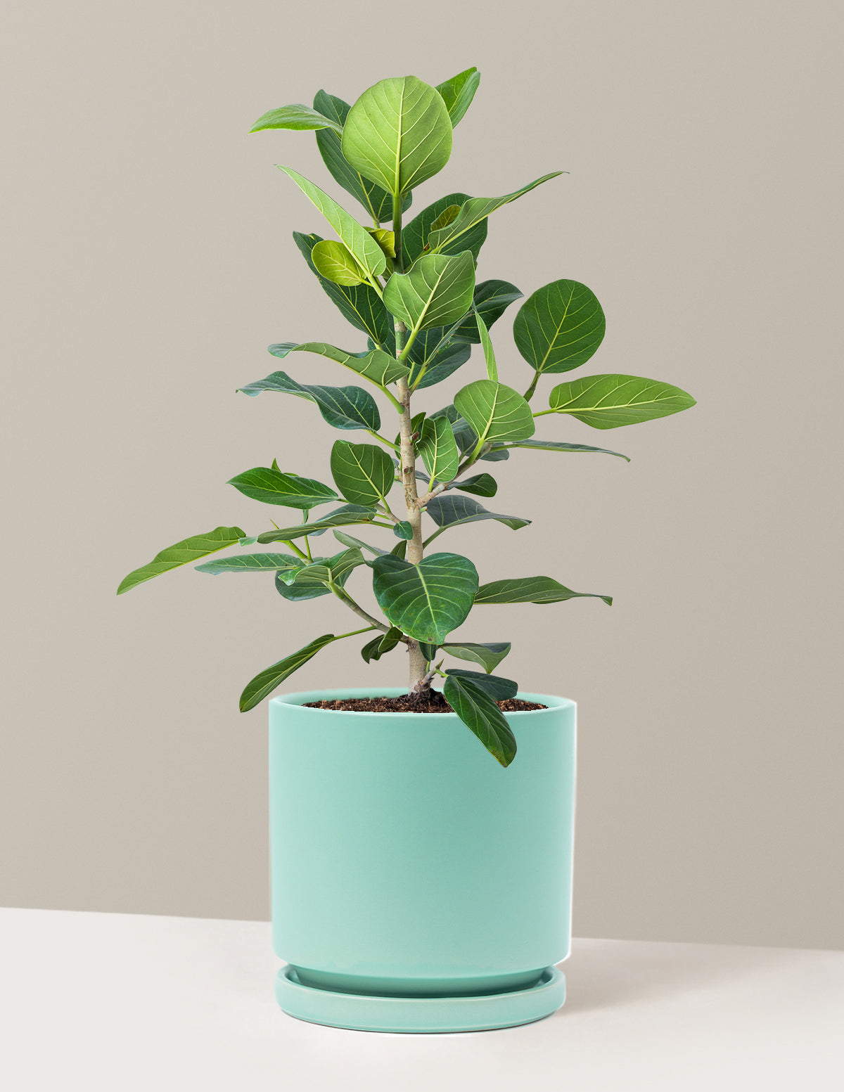 Ficus Audrey Bush