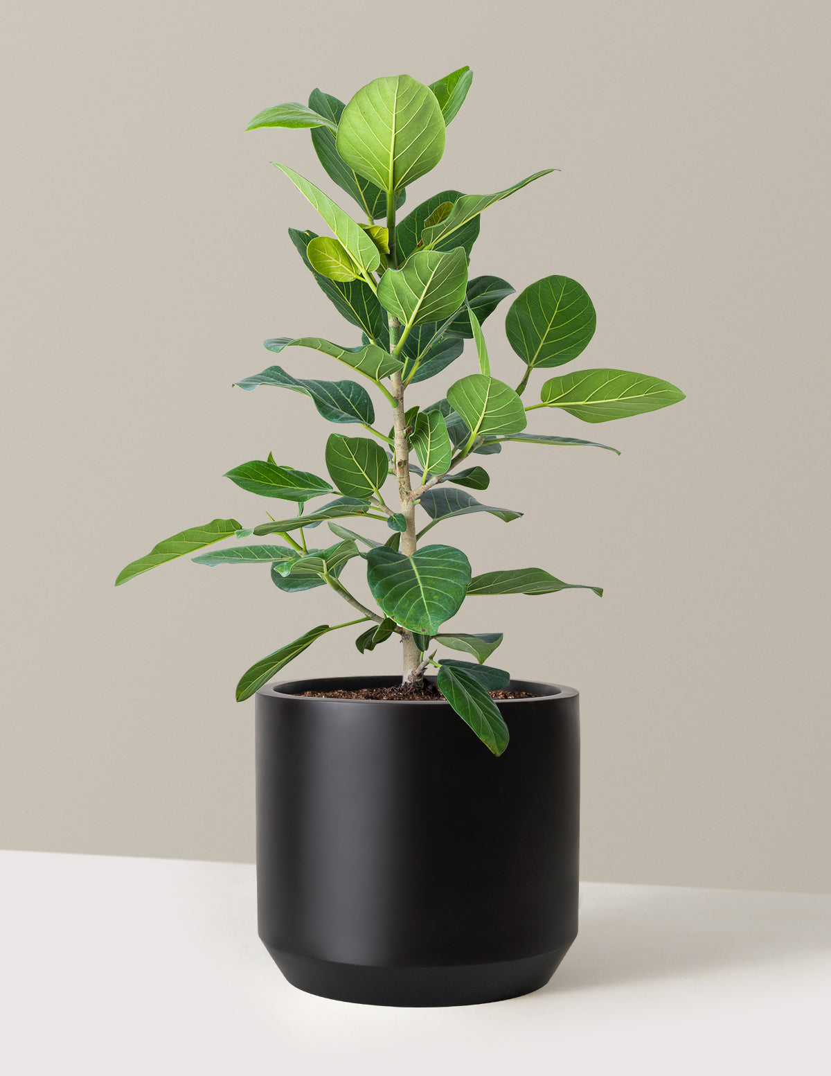 Ficus Audrey Bush