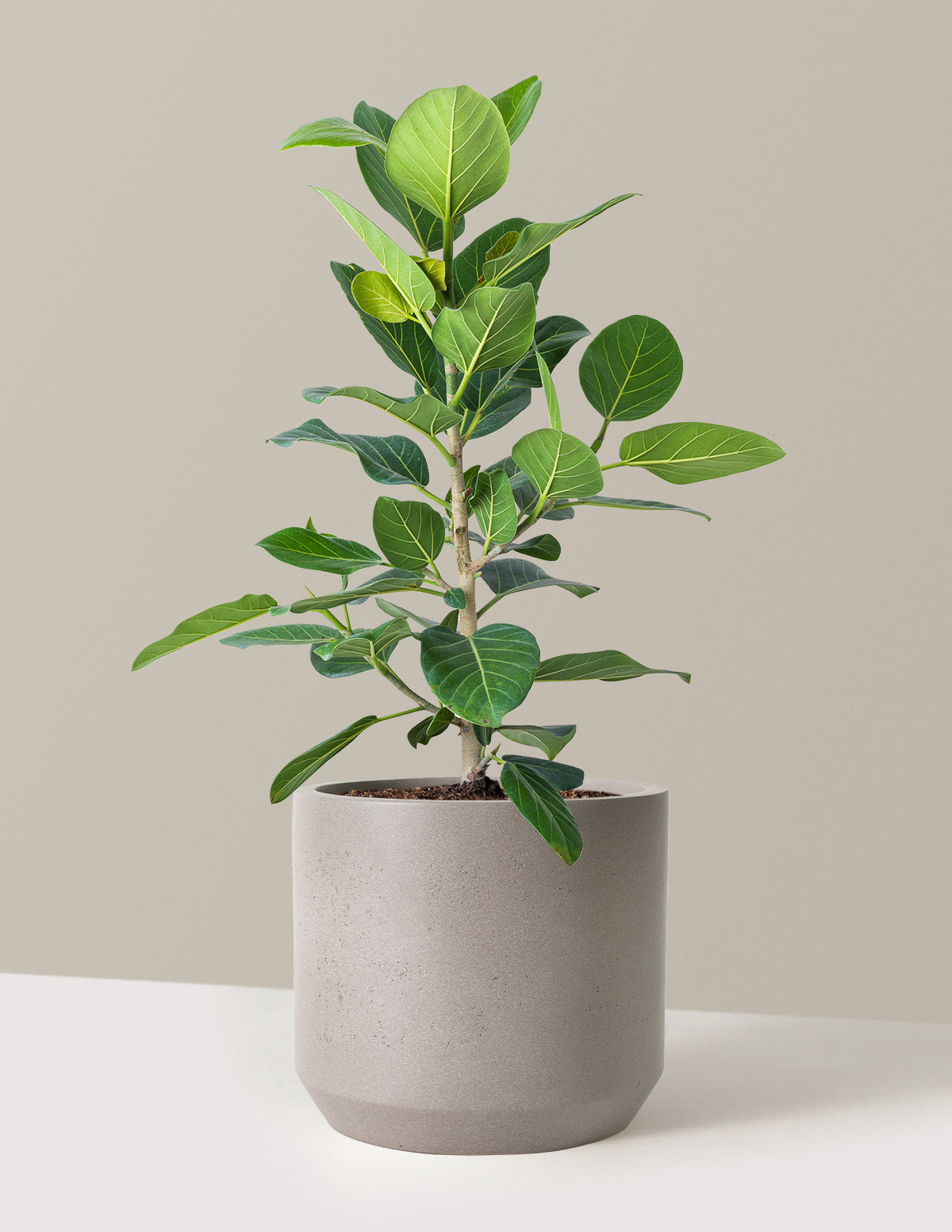 Ficus Audrey Bush