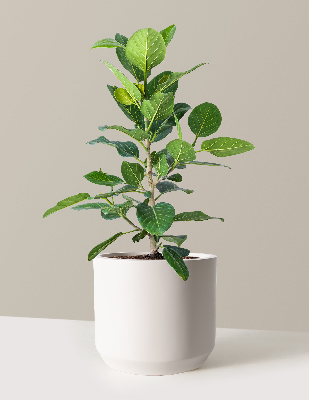 Ficus Audrey Bush