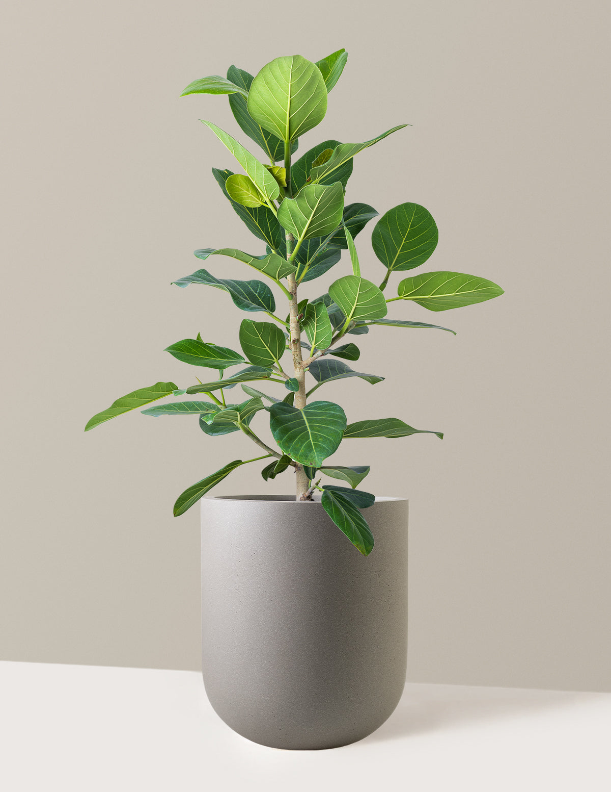 Ficus Audrey Bush