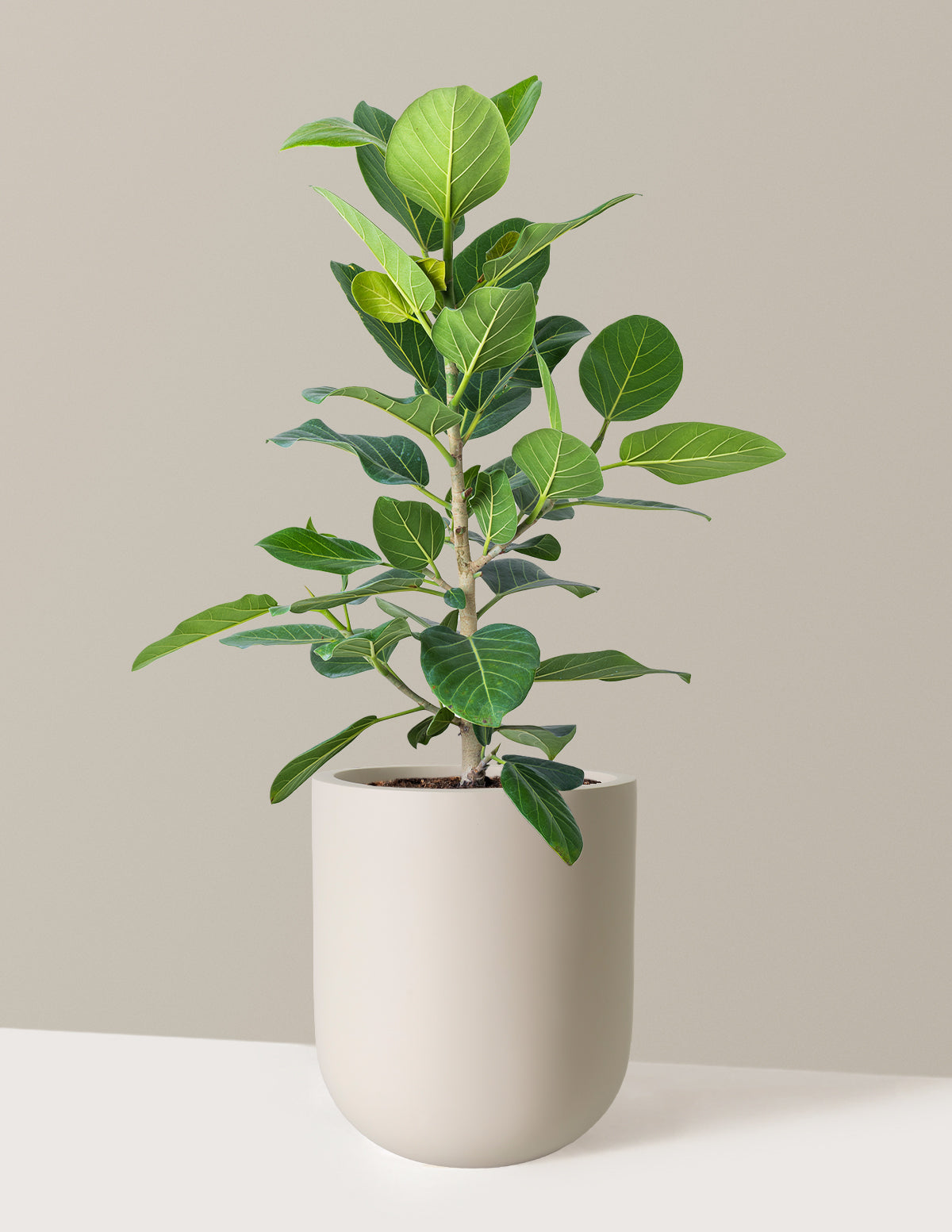 Ficus Audrey Bush