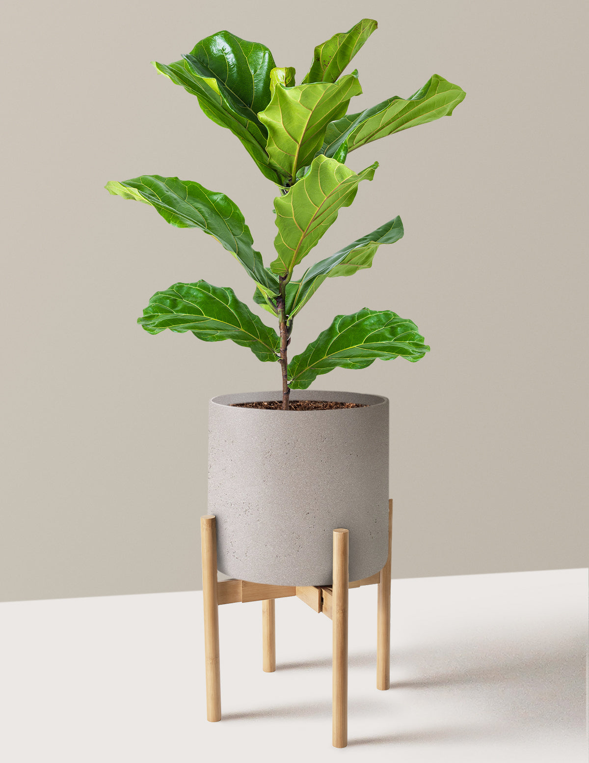 Fiddle Leaf Fig Bush