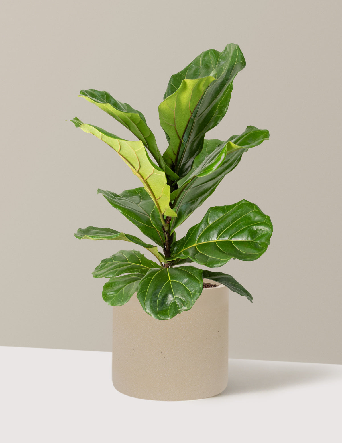 nearly natural 6ft fiddle leaf fig tree The Sill Large Fiddle Leaf Fig Bush Houseplants in Green