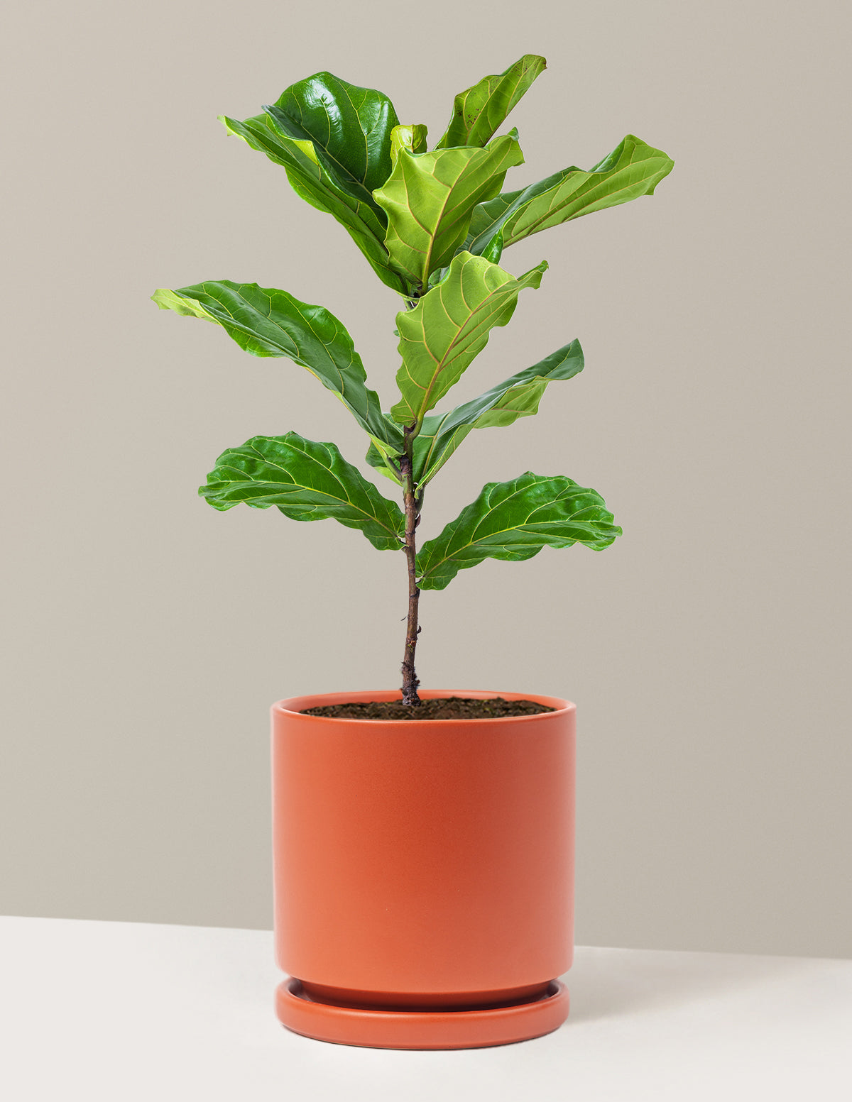 Fiddle Leaf Fig Bush