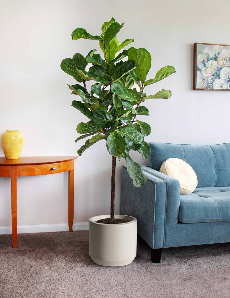 How to care for a Fiddle Leaf Fig