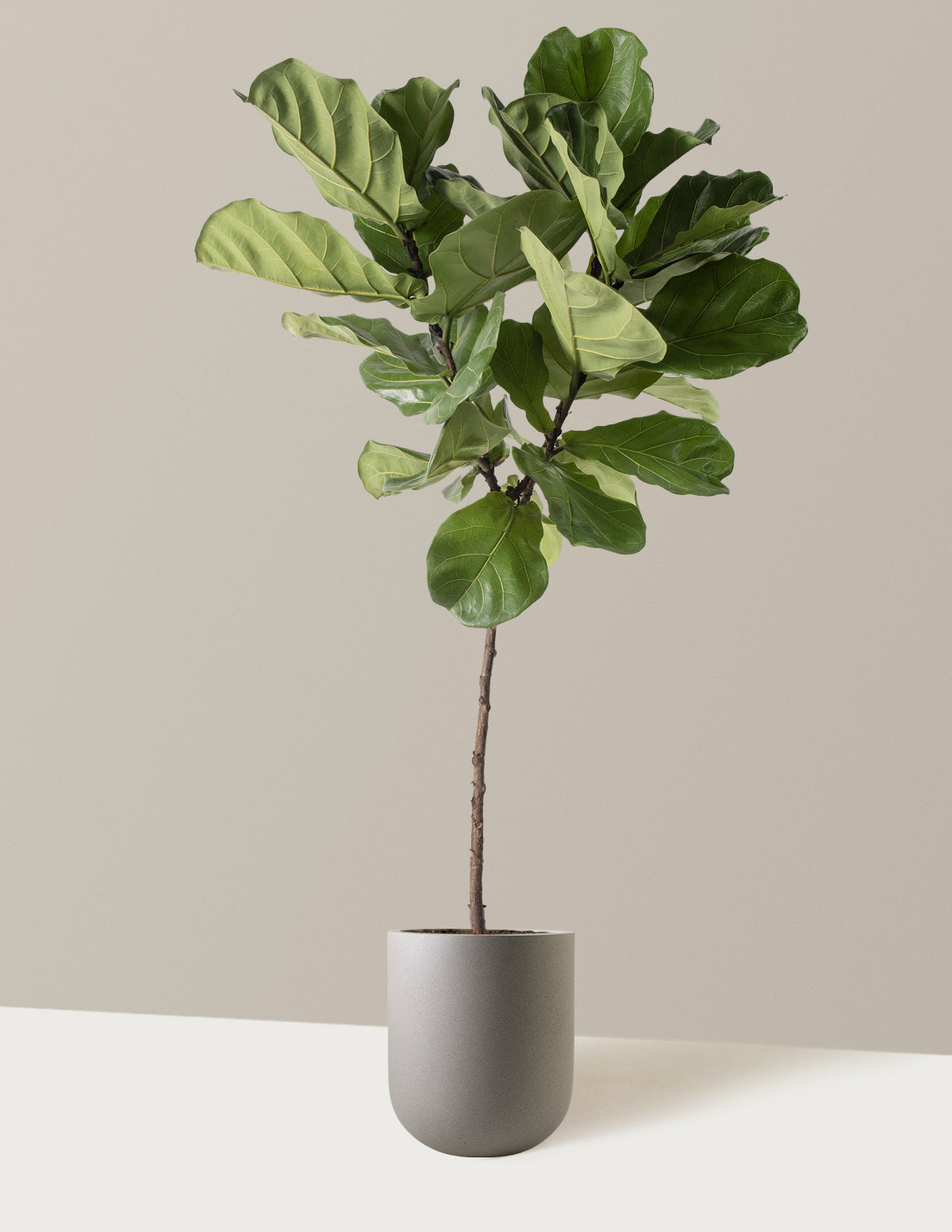 Grow light fiddle leaf fig hotsell