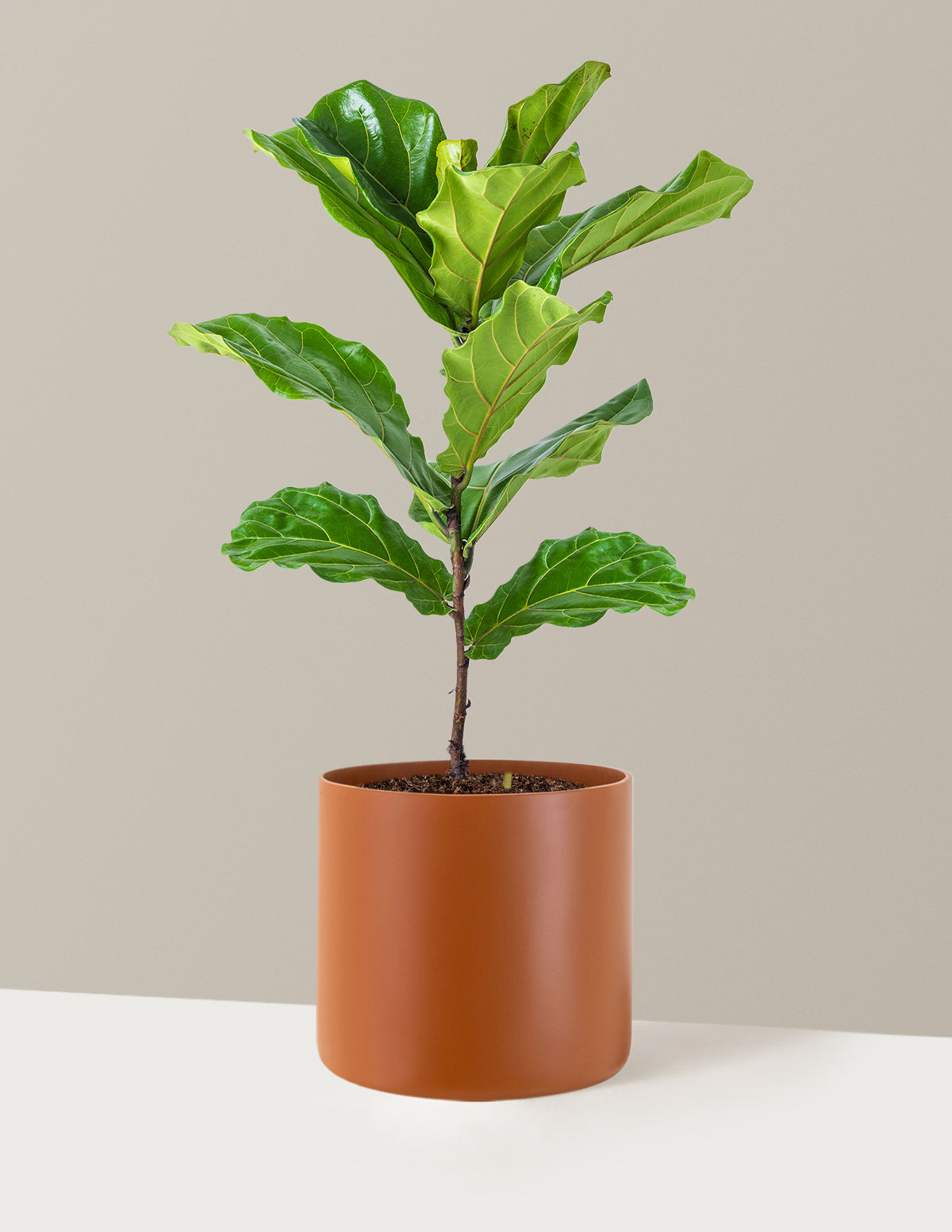 Fiddle Leaf Fig Bush