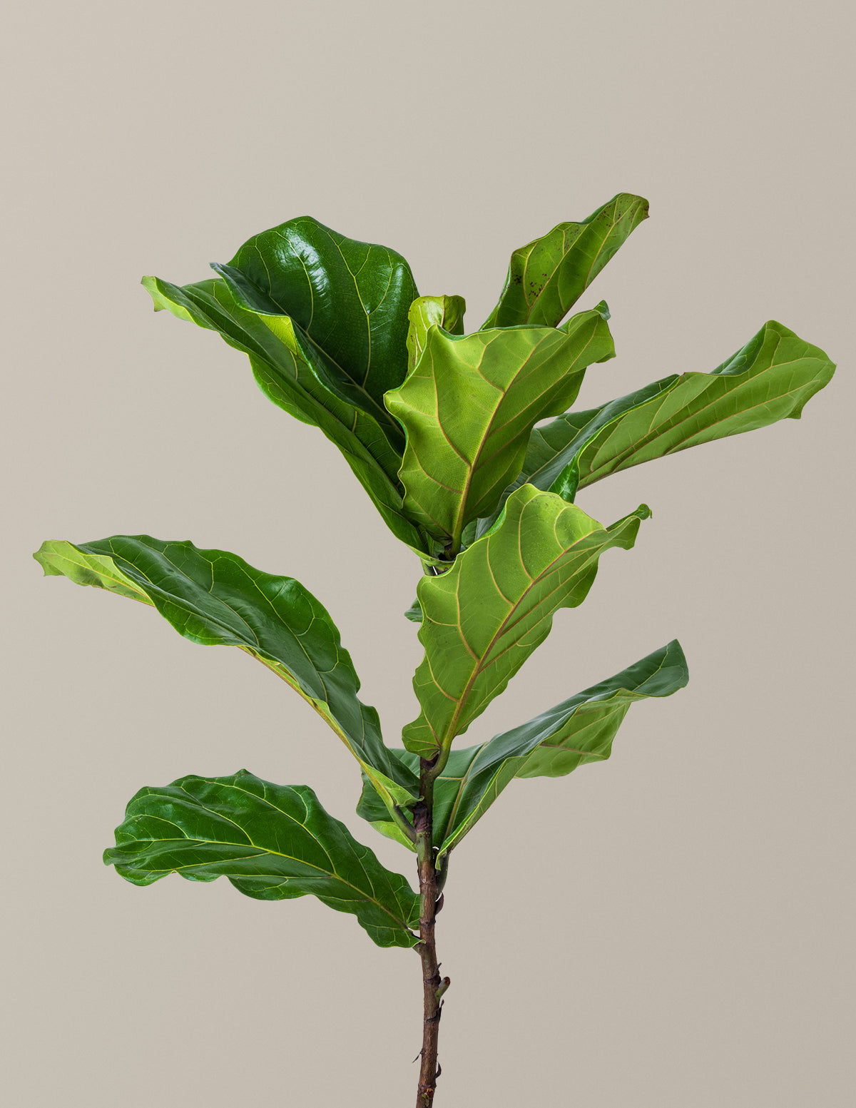 Fiddle Leaf Fig Bush