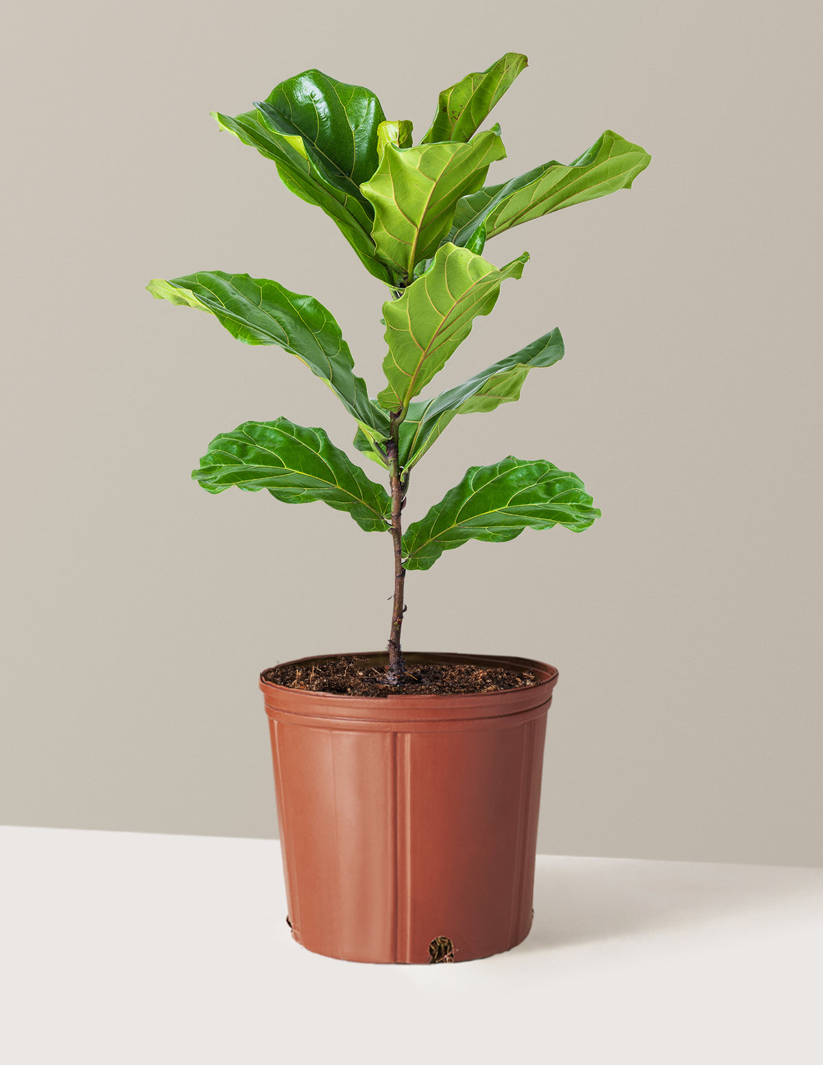 Fiddle Leaf Fig Bush