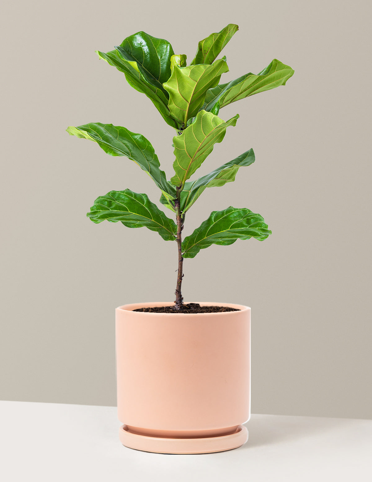 Fiddle Leaf Fig Bush