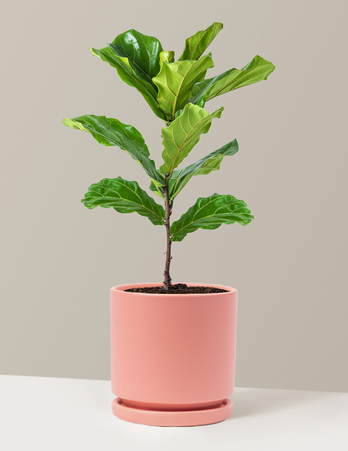 Fiddle Leaf Fig Bush