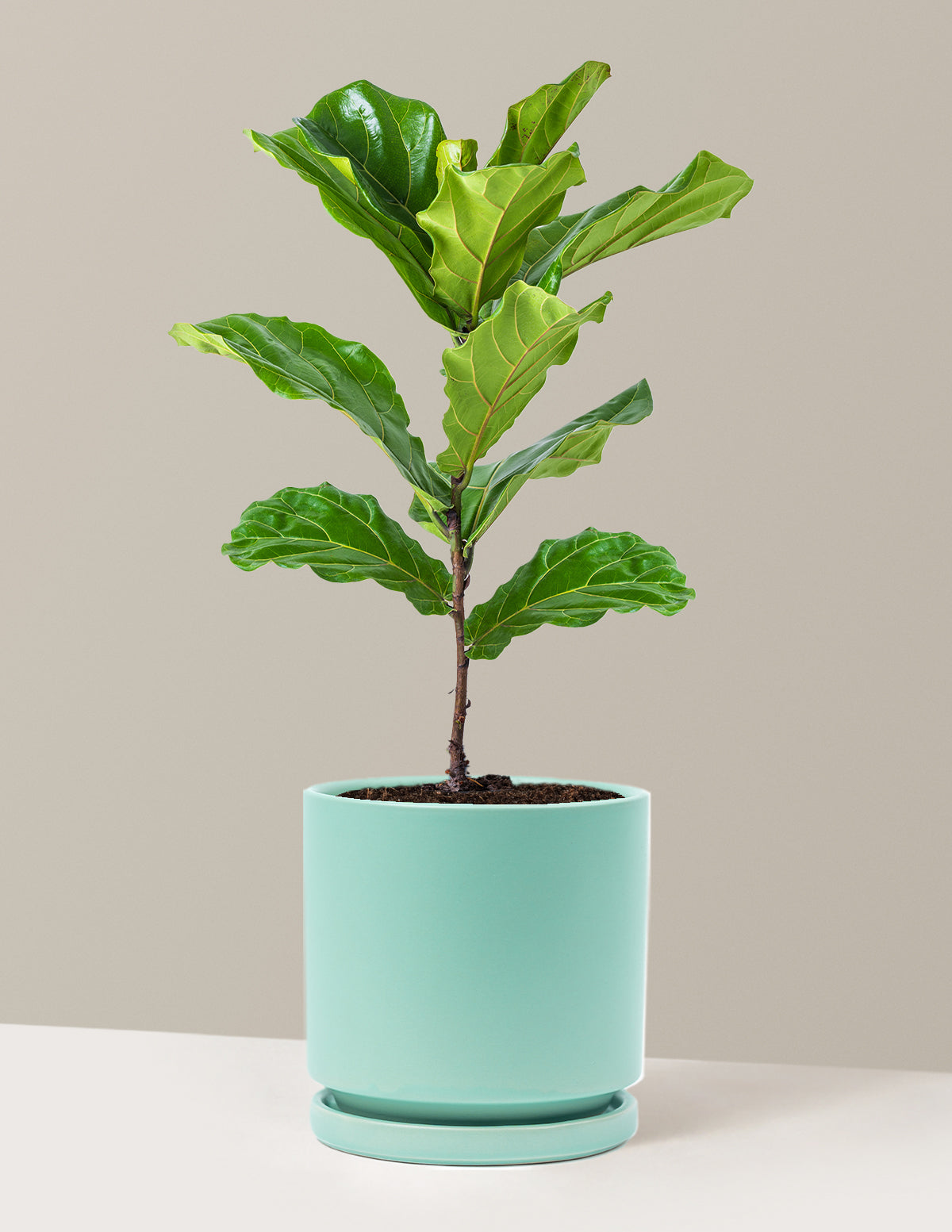 Fiddle Leaf Fig Bush