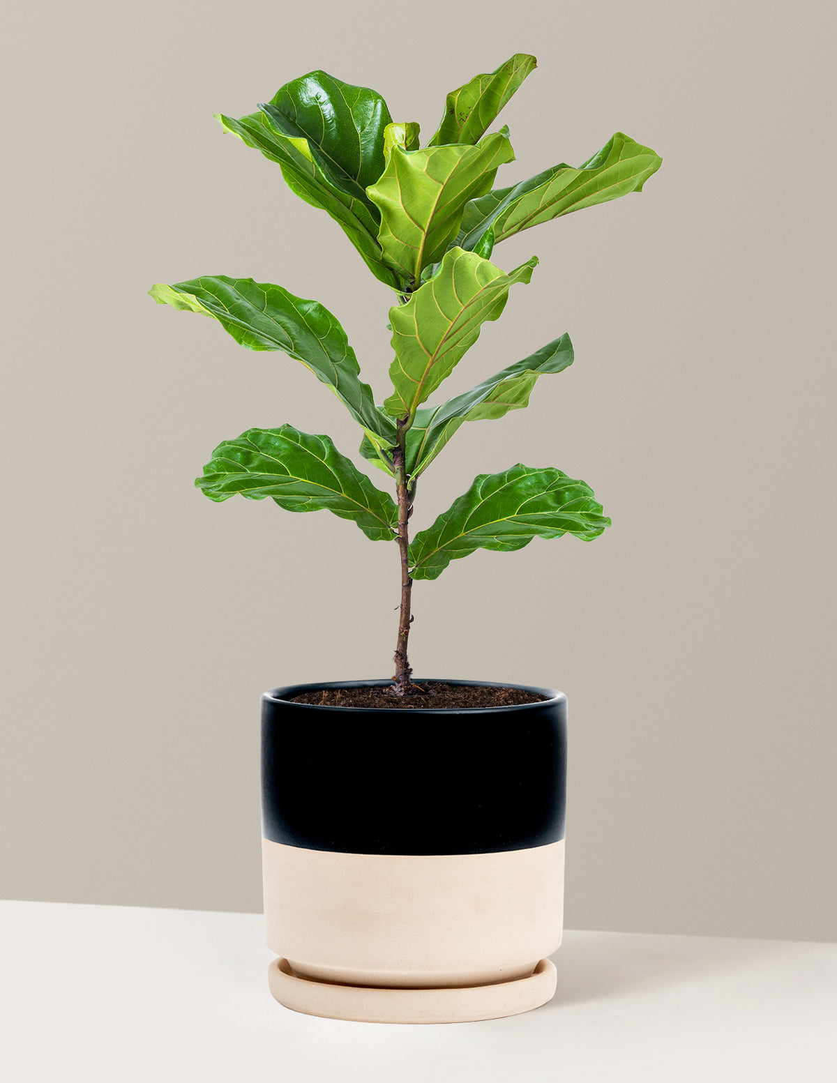 Fiddle Leaf Fig Bush