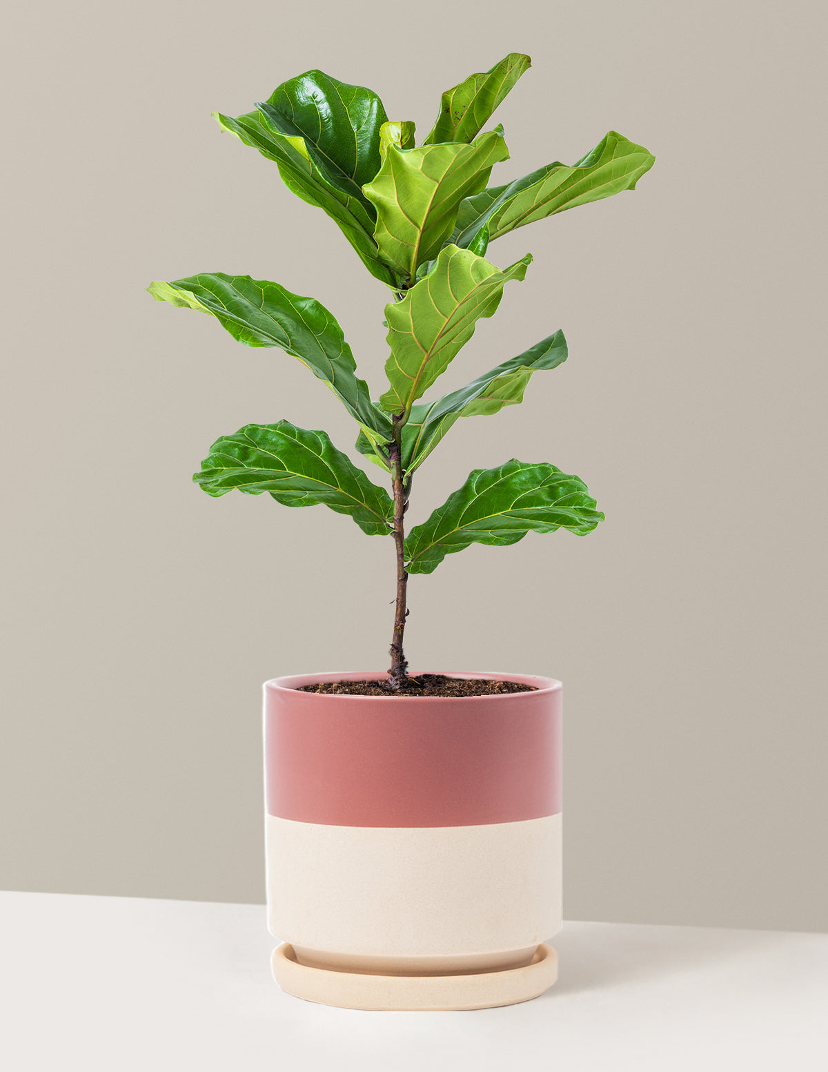 Fiddle Leaf Fig Bush