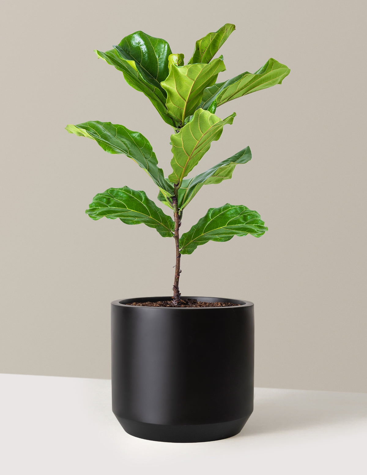 Fiddle Leaf Fig Bush