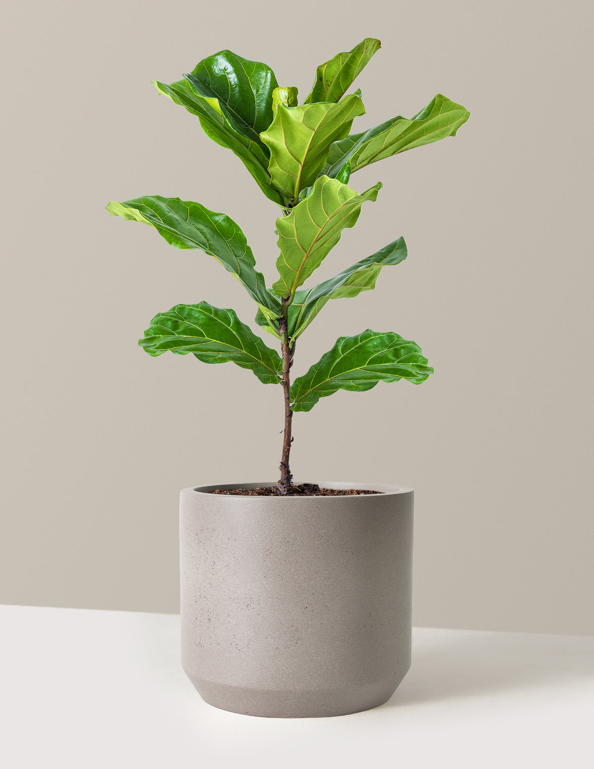Fiddle Leaf Fig Bush