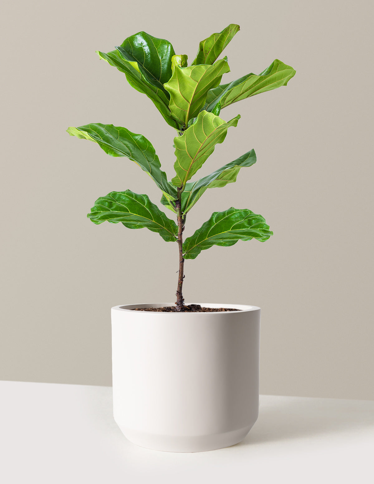 Fiddle Leaf Fig Bush