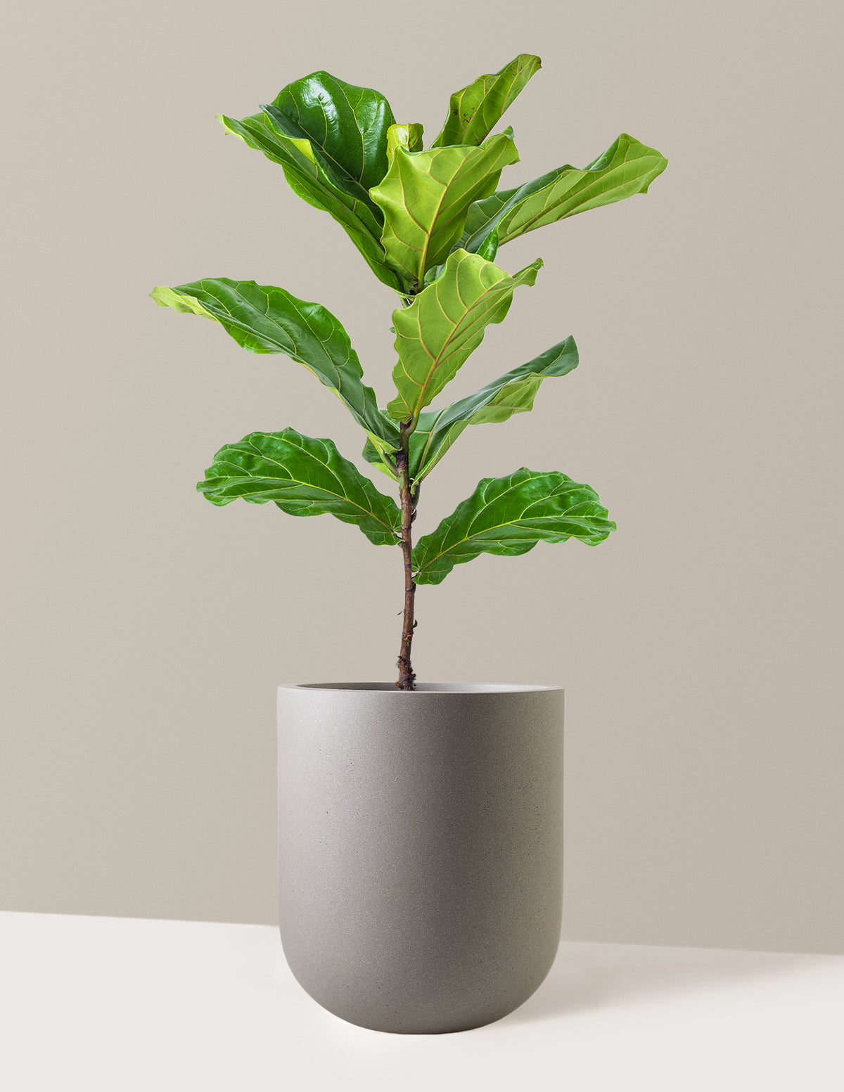 Fiddle Leaf Fig Bush