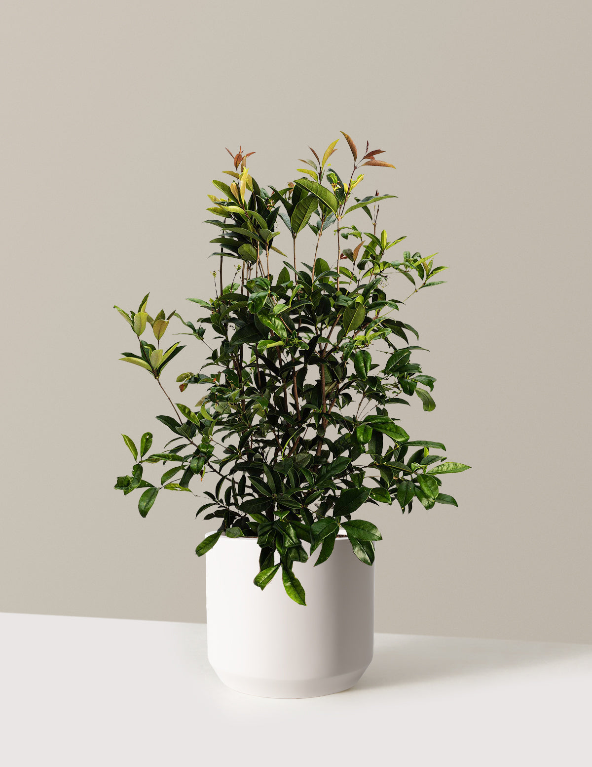 Fragrant Tea Olive Tree