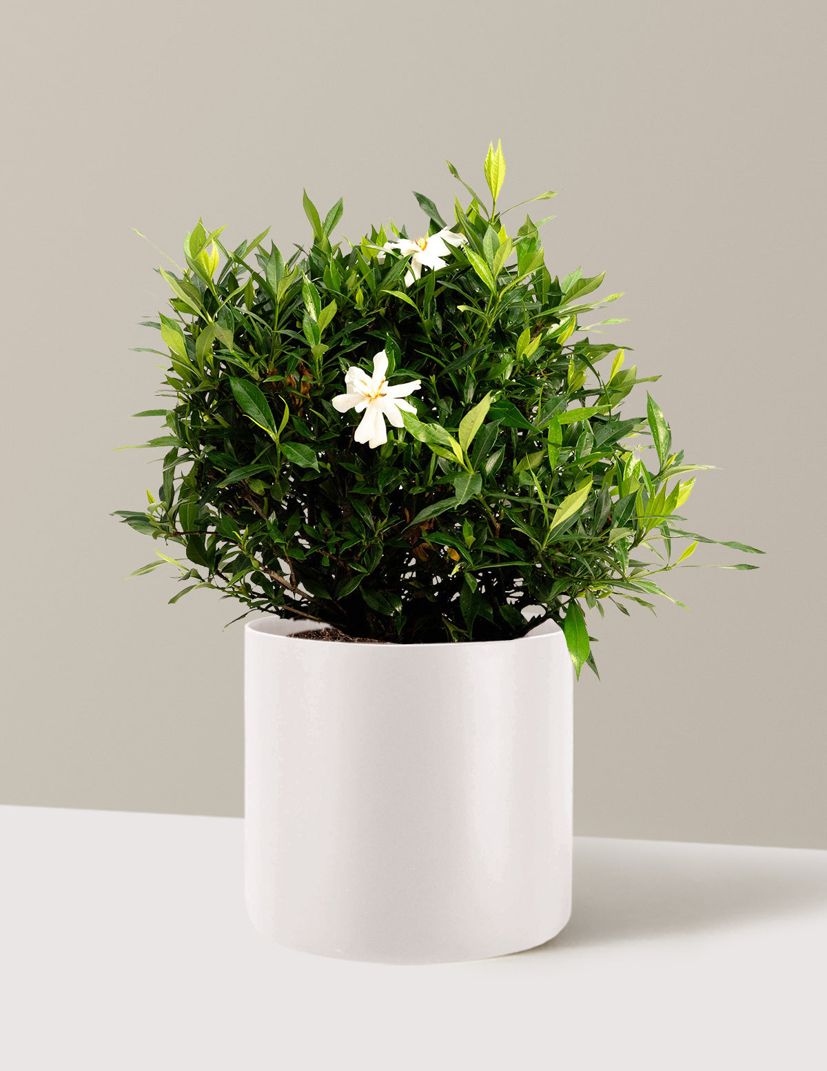Frost Proof Gardenia