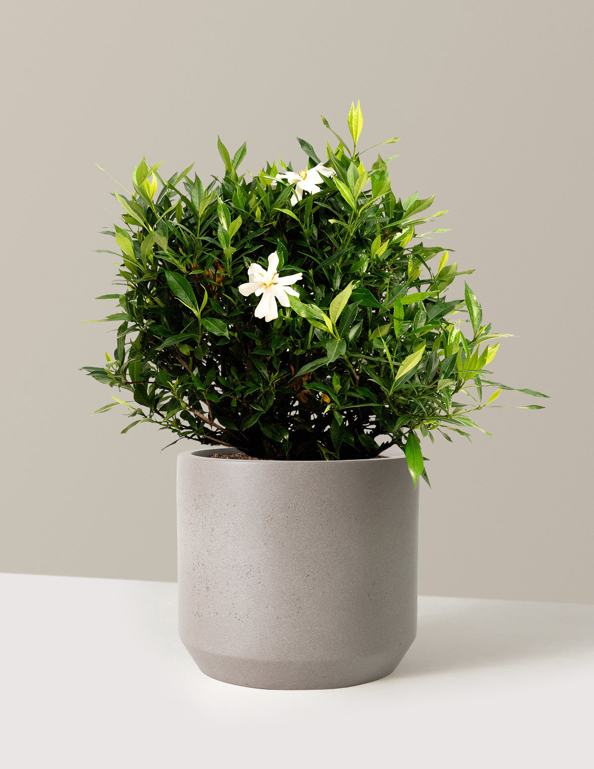 Frost Proof Gardenia