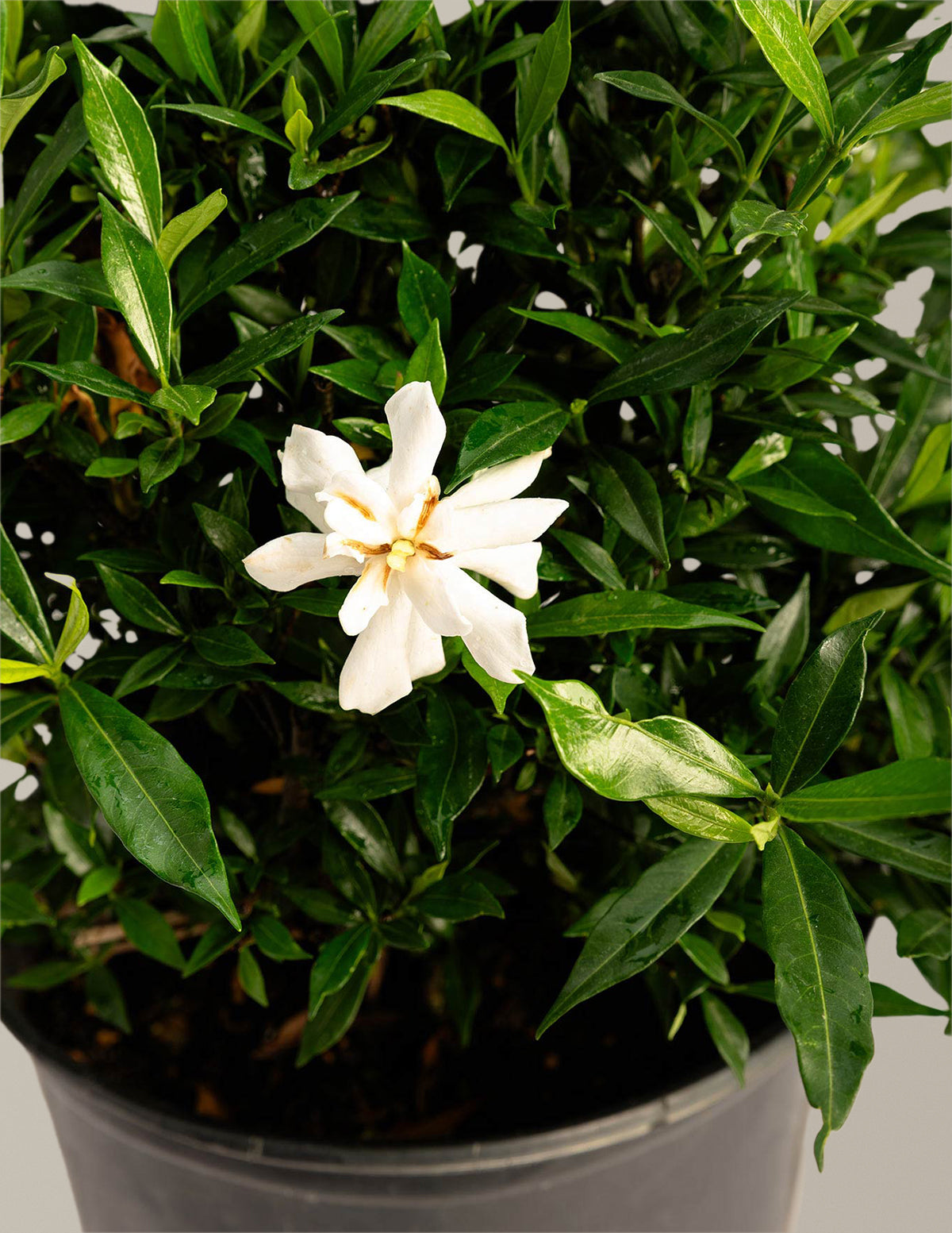 Frost Proof Gardenia