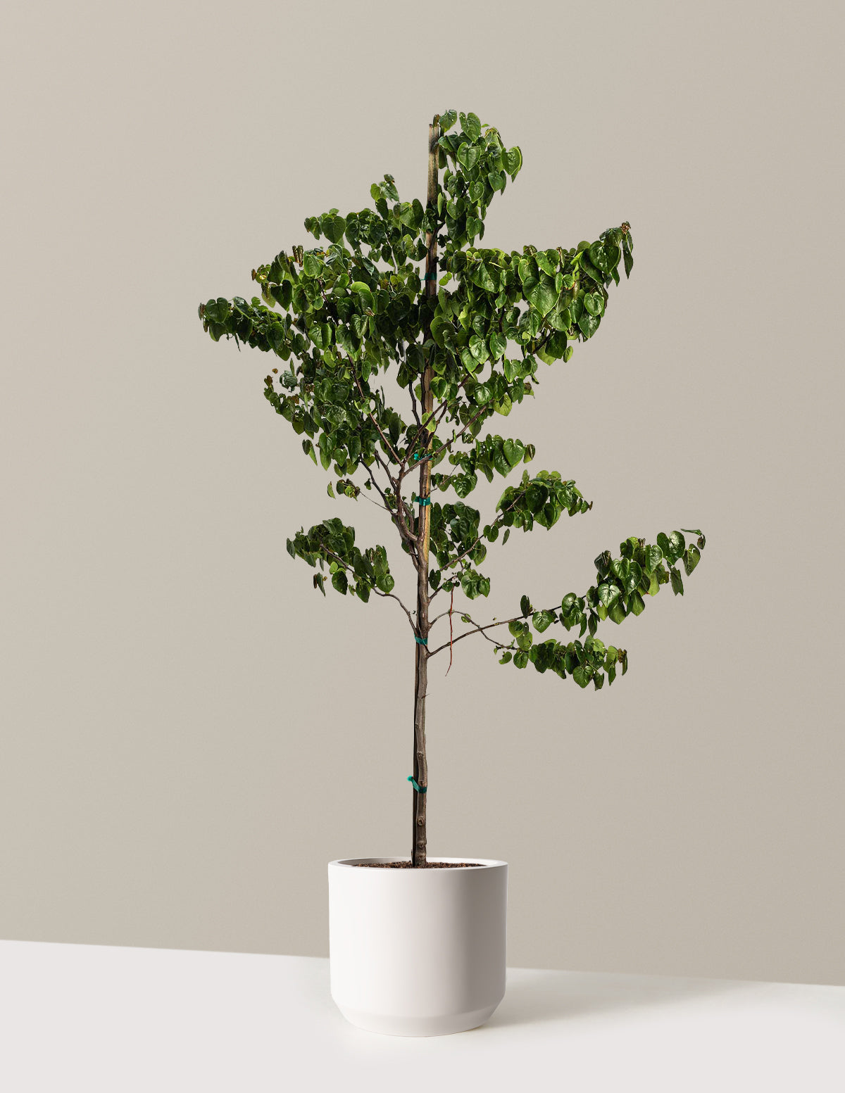 Garden Gems® Emerald Redbud