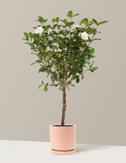 Large Braided Gardenia