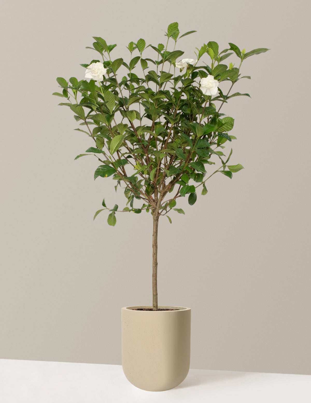 gardenia house plant Large Gardenia Tree