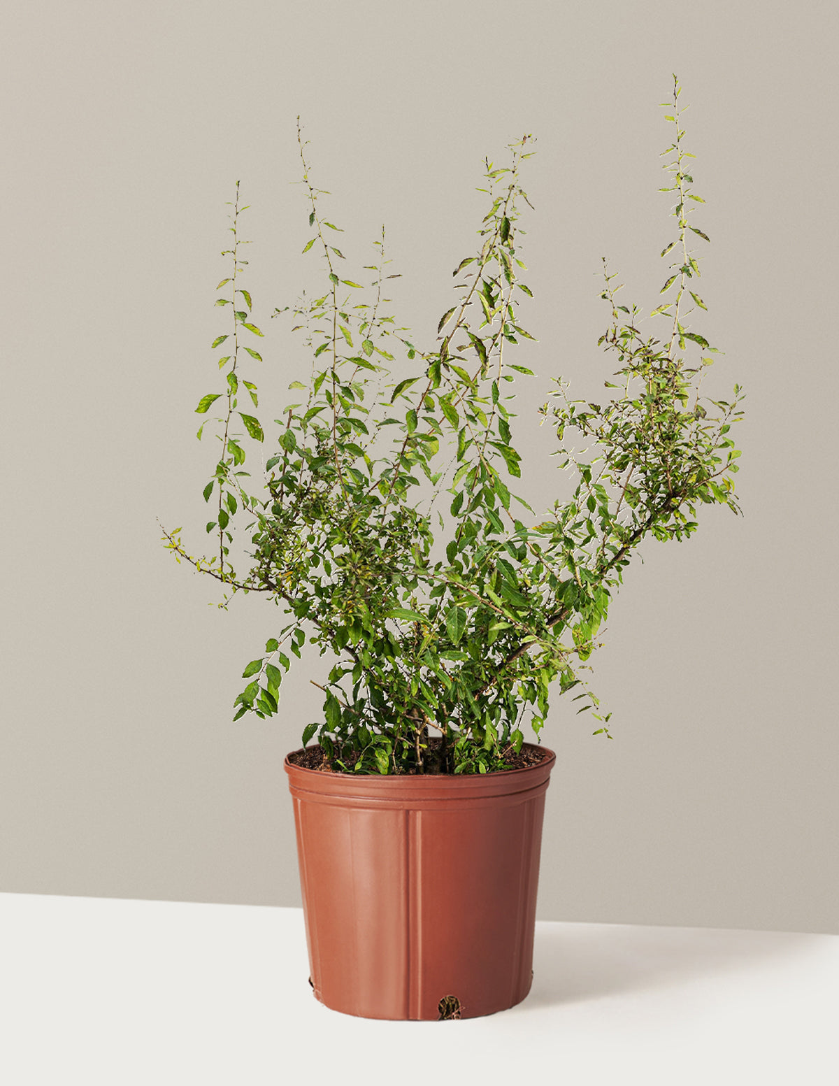 Goji Berry