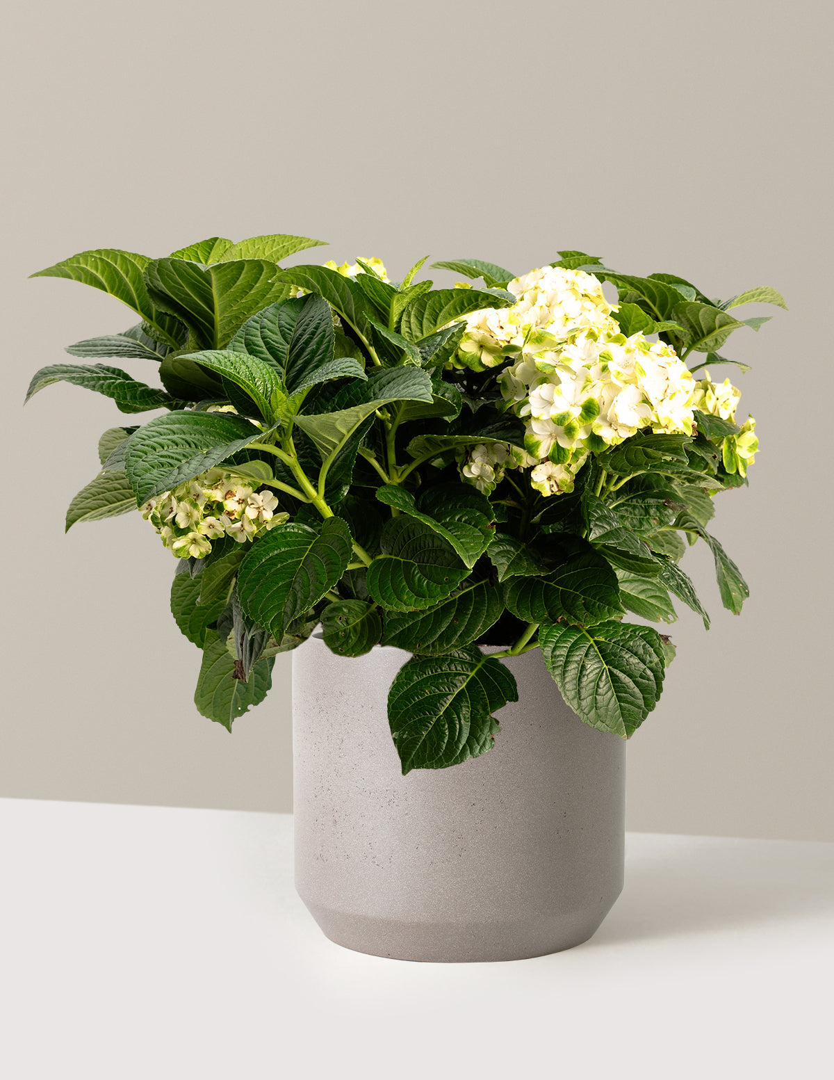 hydrangea house plants Grin and Tonic Reblooming Hydrangea with Planter | 3 Gallon | Mexia
