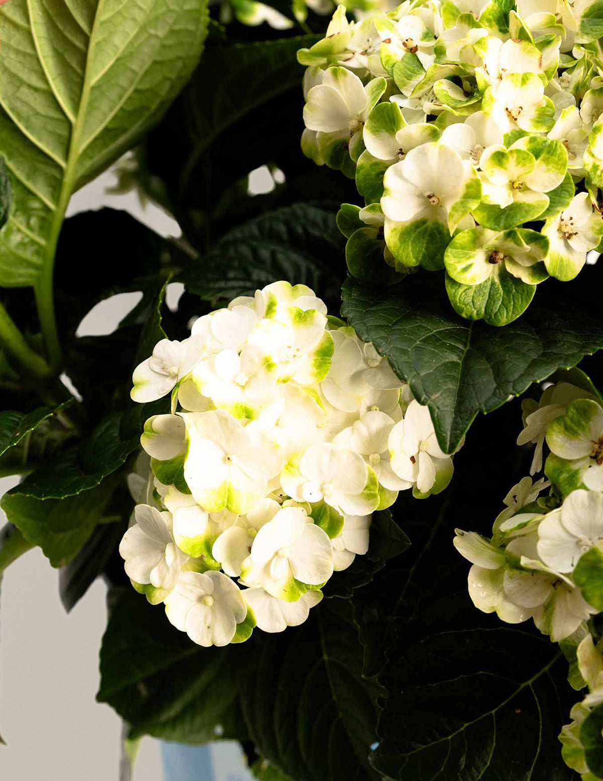 Grin and Tonic™ Reblooming Hydrangea