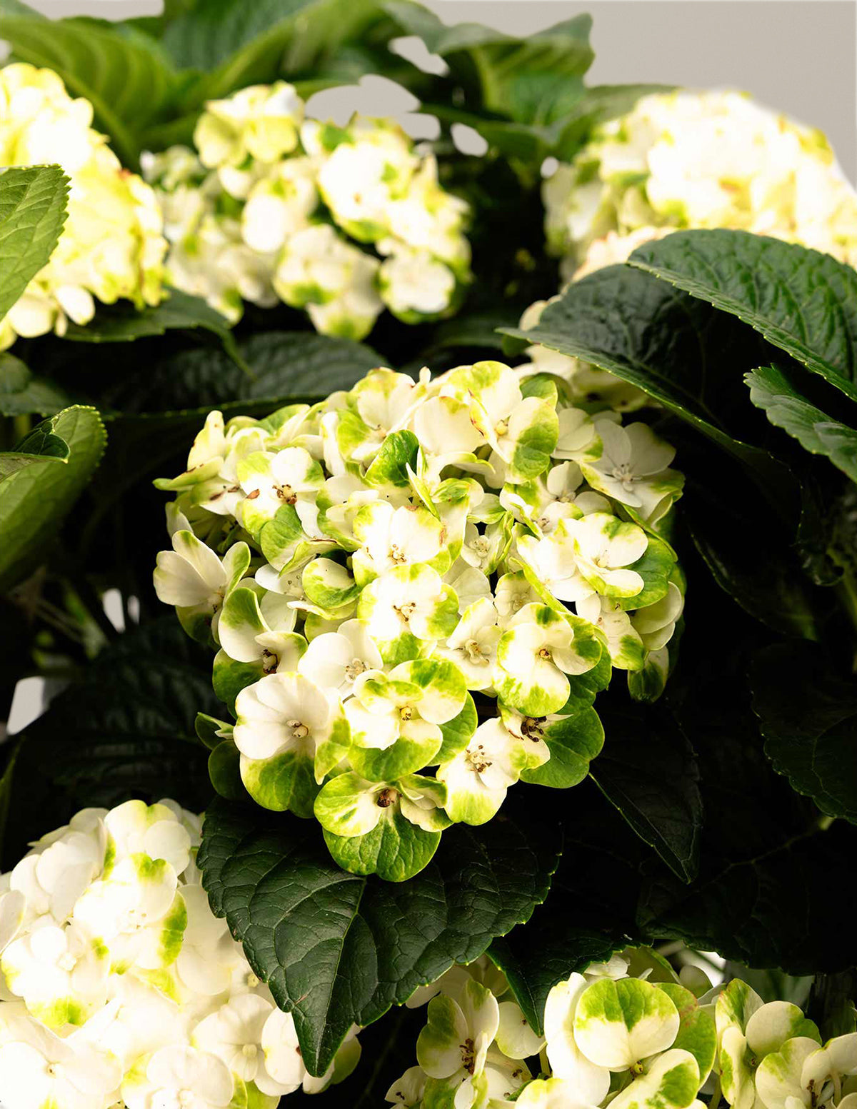 Grin and Tonic™ Reblooming Hydrangea