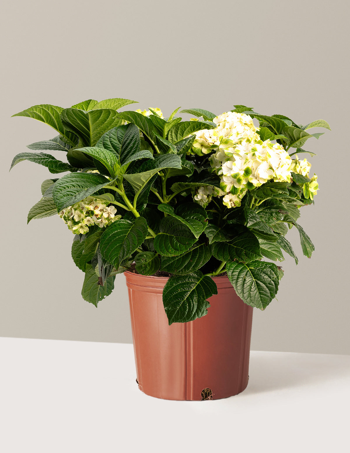 Grin and Tonic™ Reblooming Hydrangea