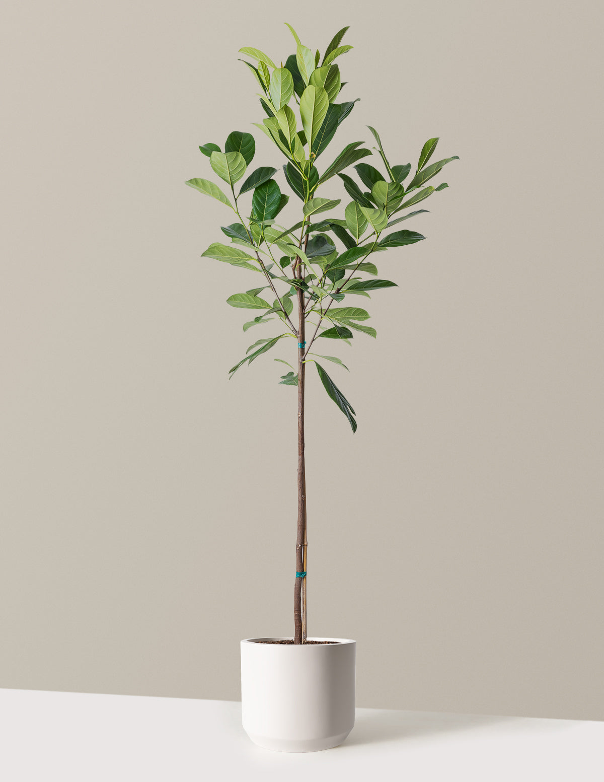 bundle | 3 Gallon | Mexia | Cream