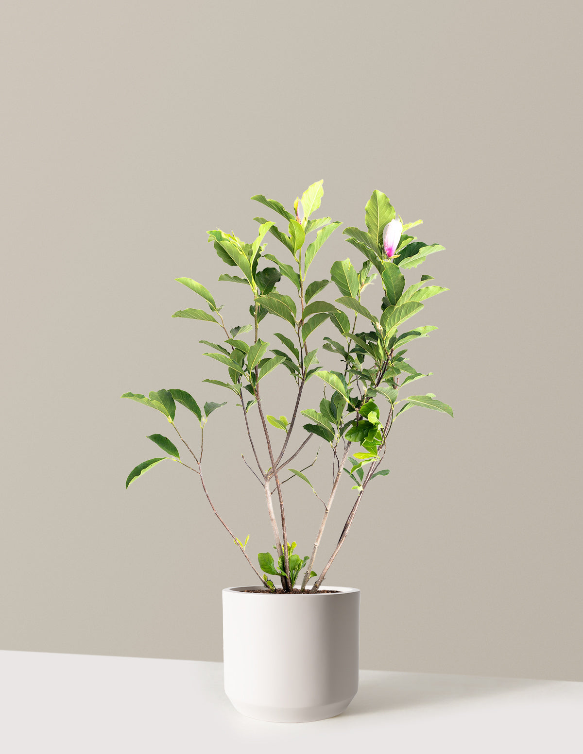 Jane Magnolia