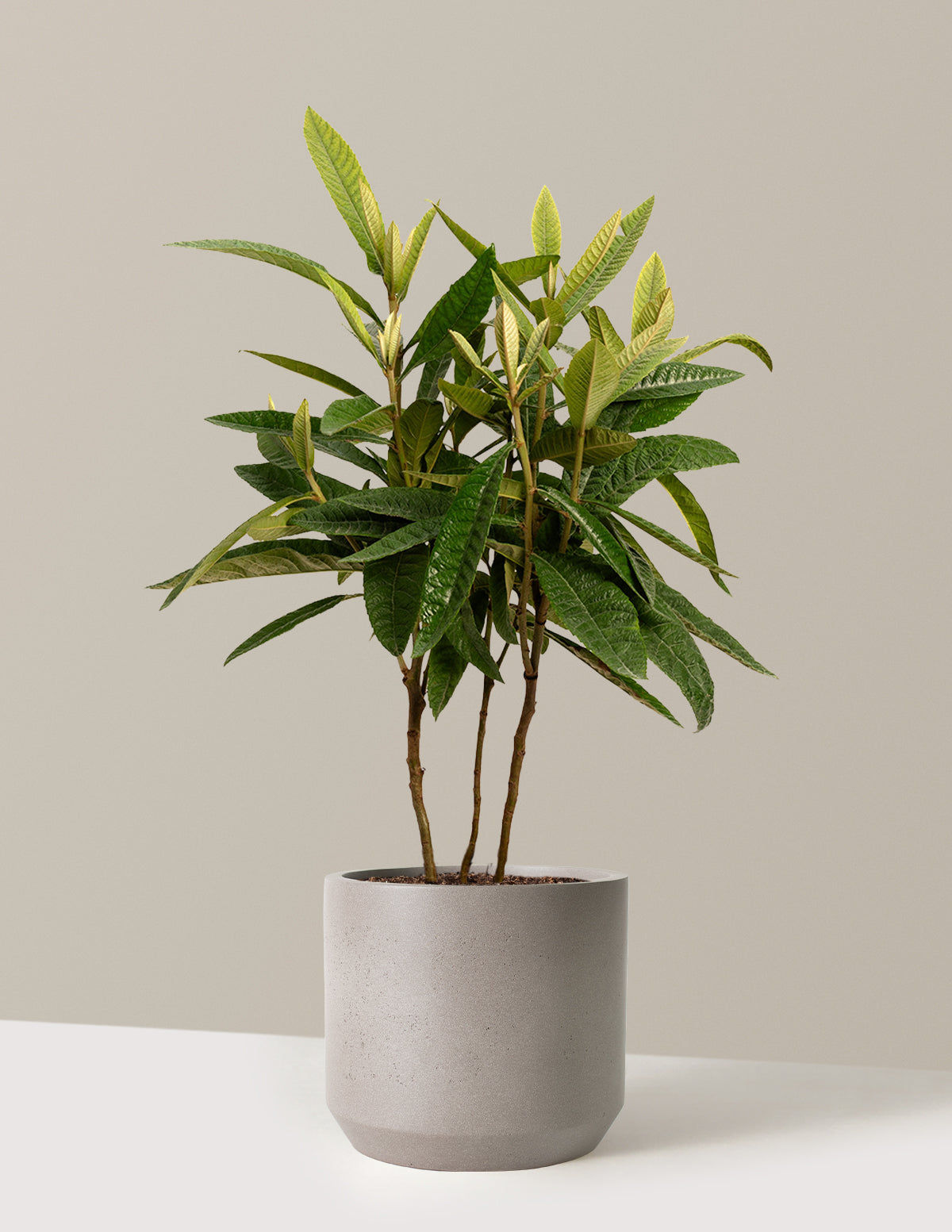 bonsai loquat tree Japanese Loquat