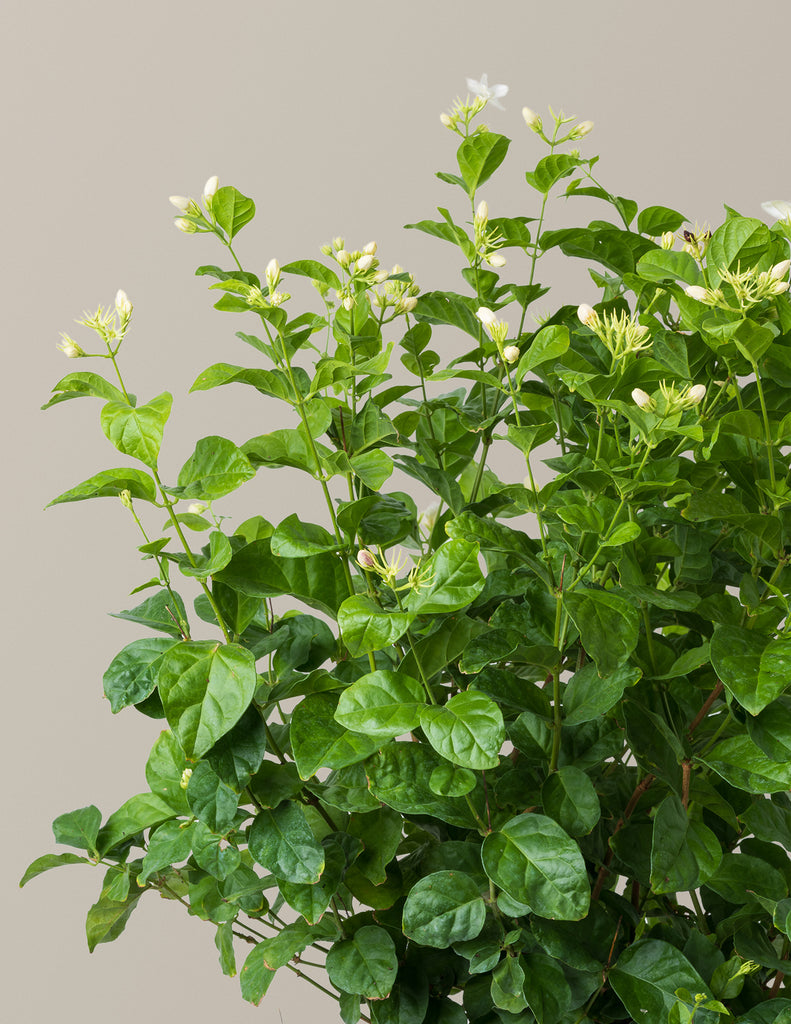 How to care for a Jasmine Sambac