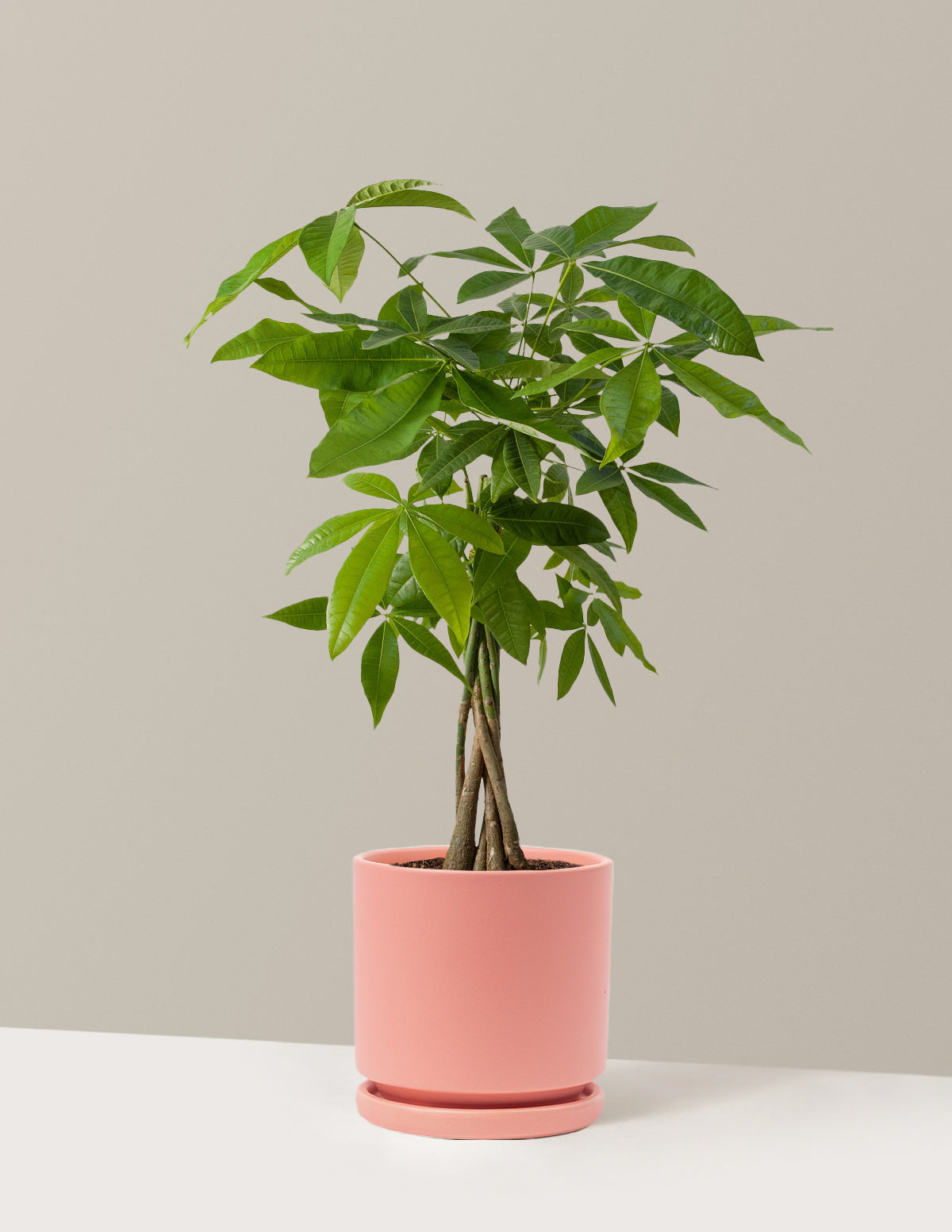 Money Tree Plant
