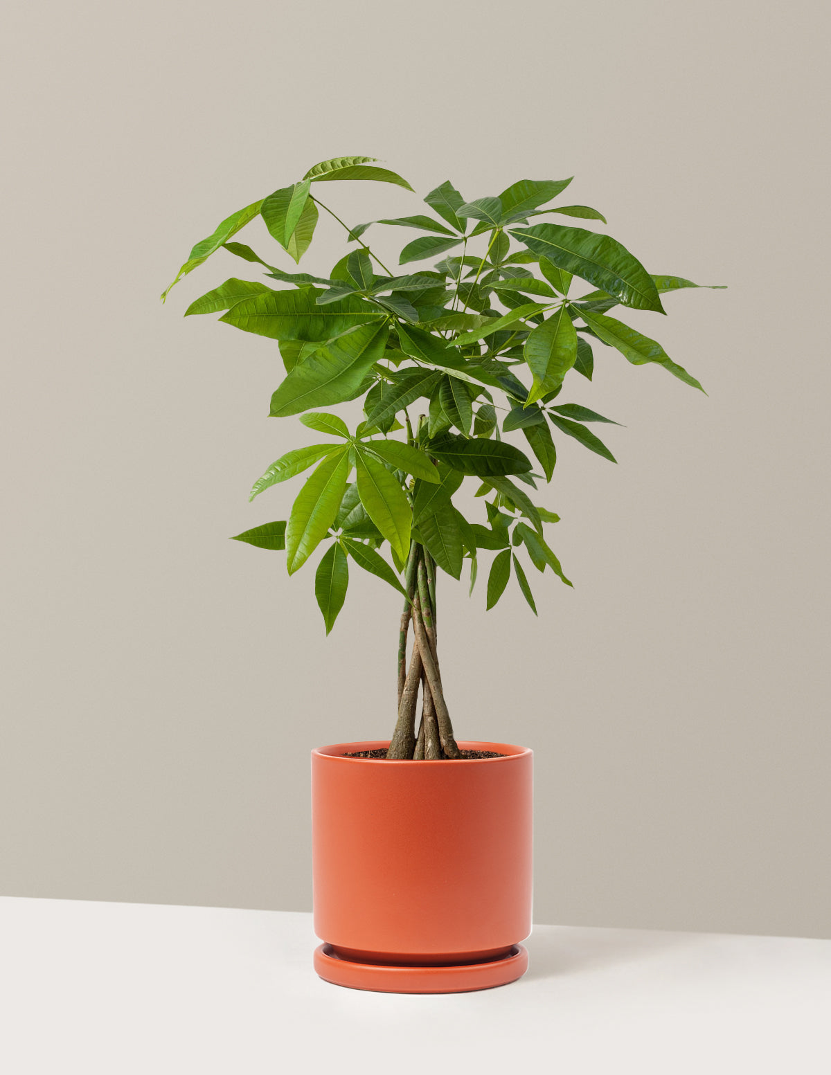 Money Tree Plant